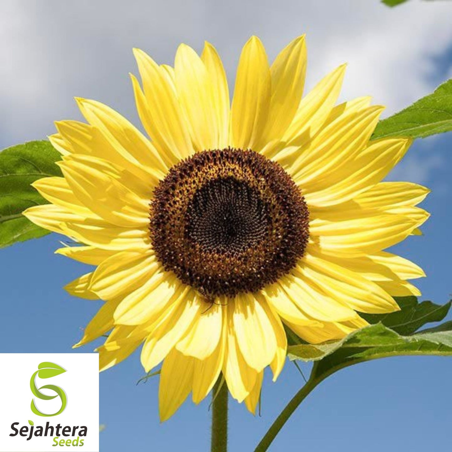 80+ Lemon Queen Sunflower Seeds - Tall, Yellow Blooms, Heirloom, Non-GMO