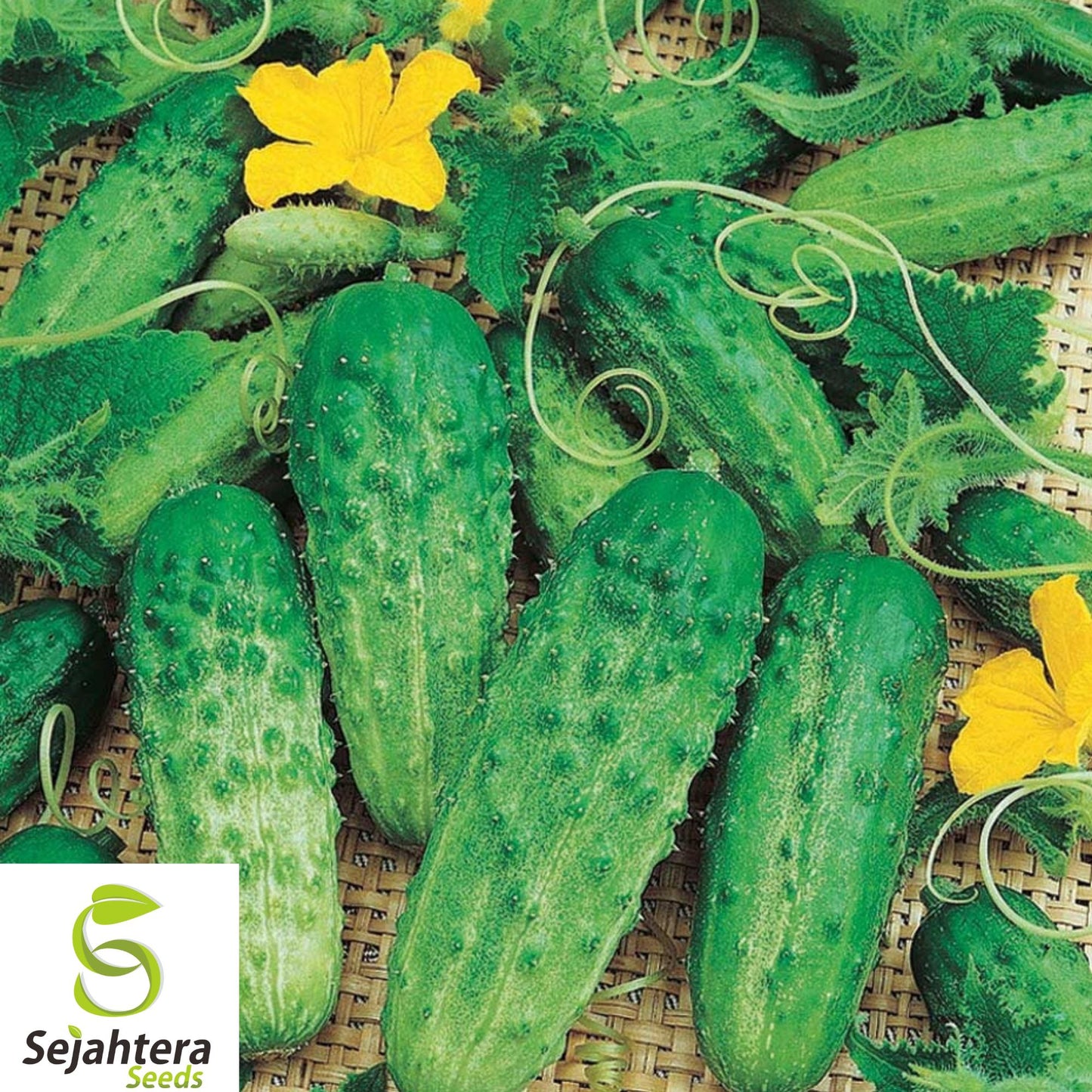 120+ Parisian Gherkin Cucumber Seeds - AAS Winner, Heirloom, Non-GMO, Crisp Pickles