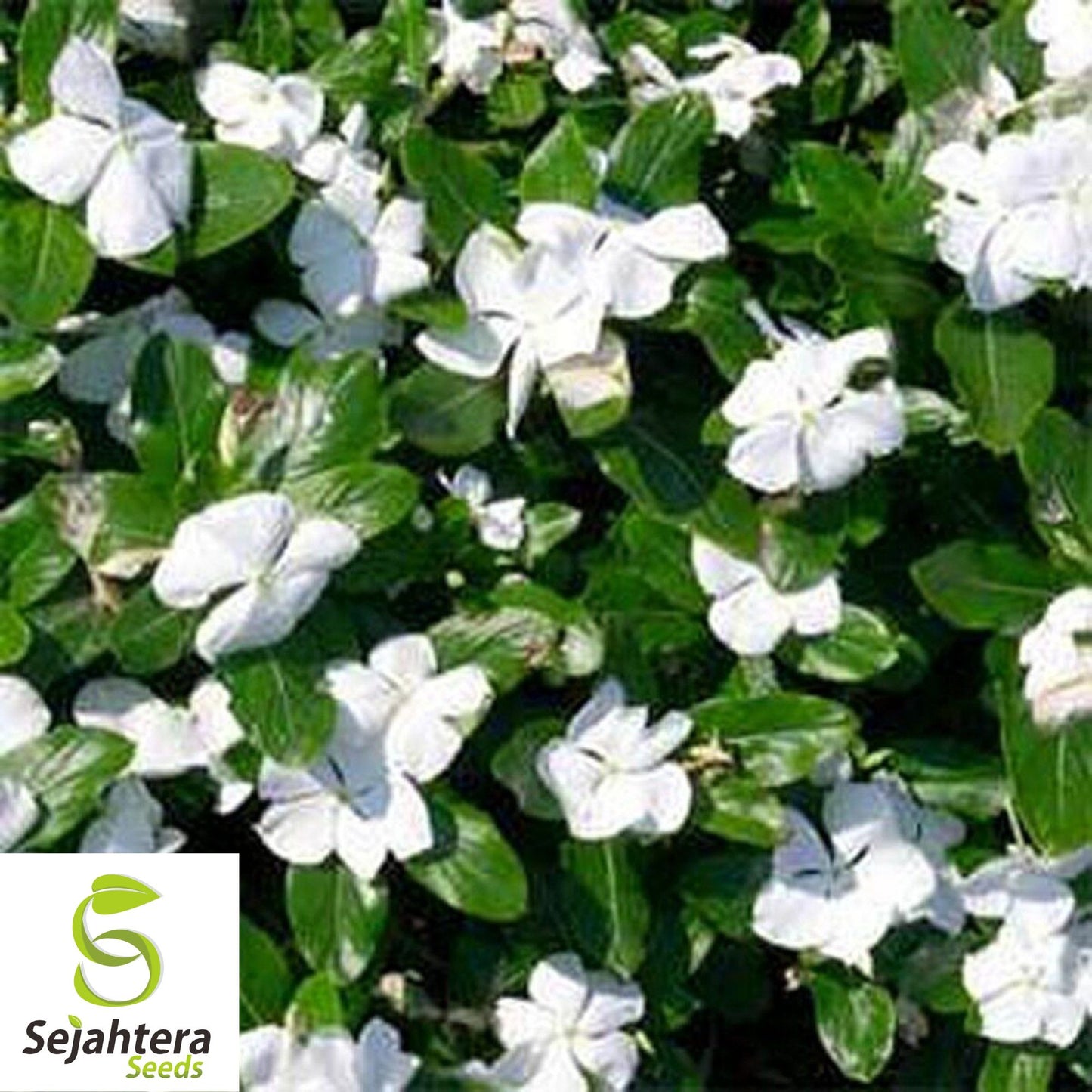 100+ Dwarf White Periwinkle Seeds {Vinca Little Blanche} Ground Cover