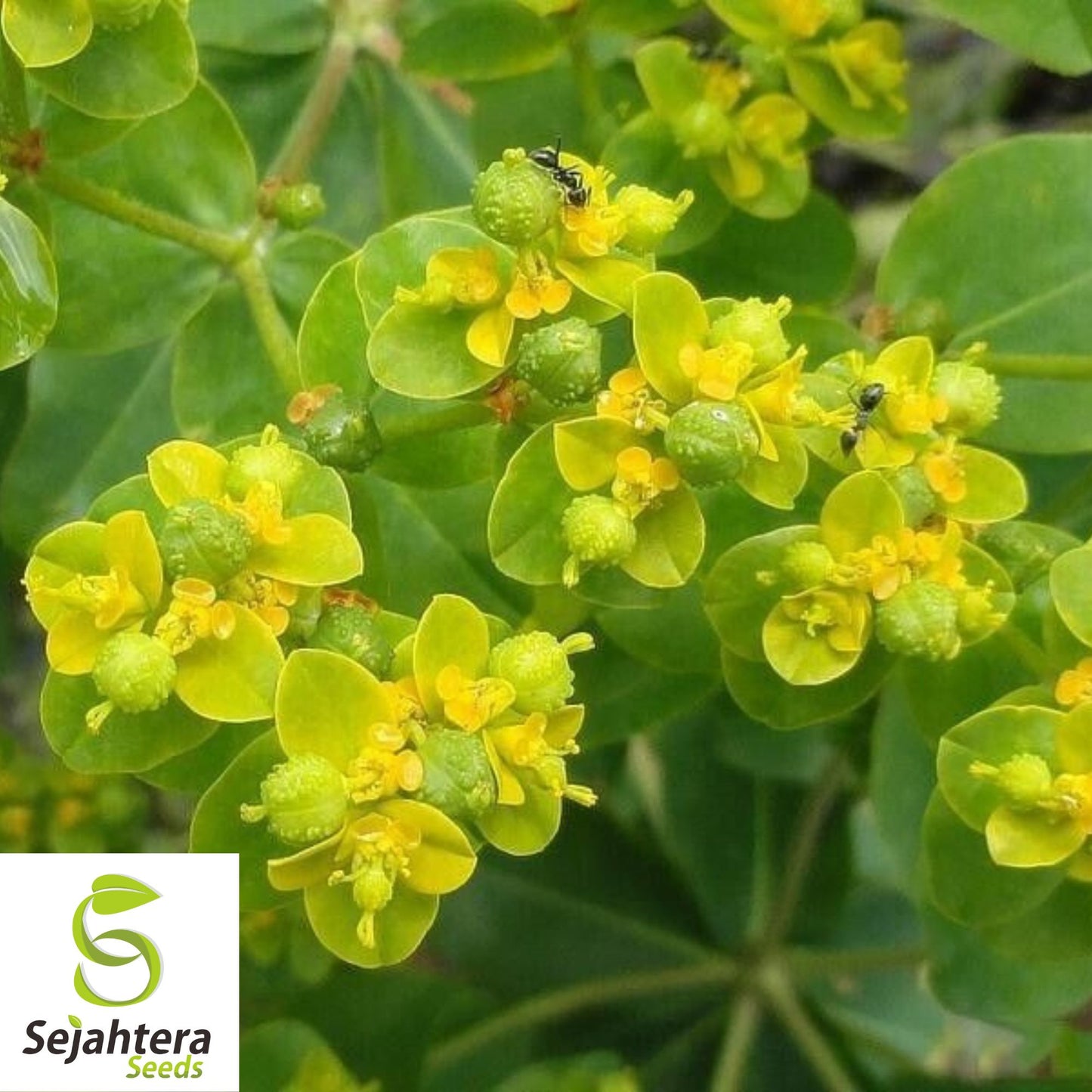 Mole Plant Seeds {Euphorbia lathyris} 5 Heirloom Seeds