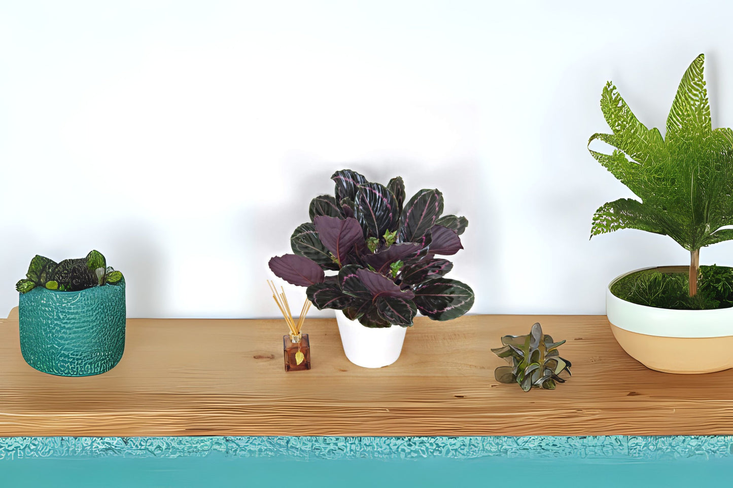 Calathea Dottie Plant in 6 Inch Pot - Striking Pink & Green Foliage (Calathea roseopicta) - Live Indoor Houseplant for Home Decor