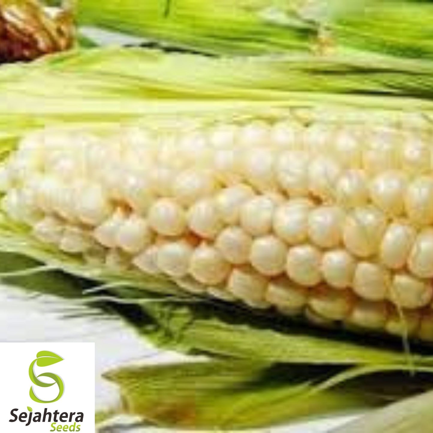 120+ Truckers Favorite White Corn Seeds - Heirloom, Organic, Non-GMO, High Yield