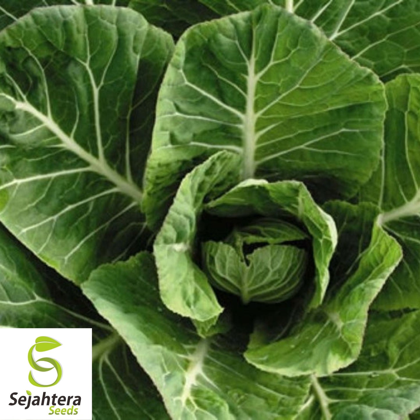 500+ Collard Vates Seeds - Non-GMO, Heirloom & Nutritious Leafy Greens