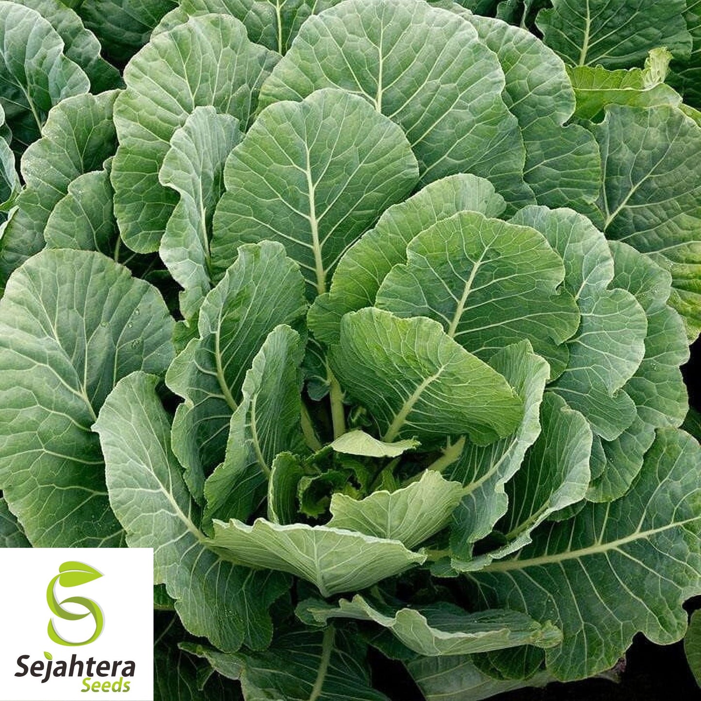 500+ Collard Vates Seeds - Non-GMO, Heirloom & Nutritious Leafy Greens