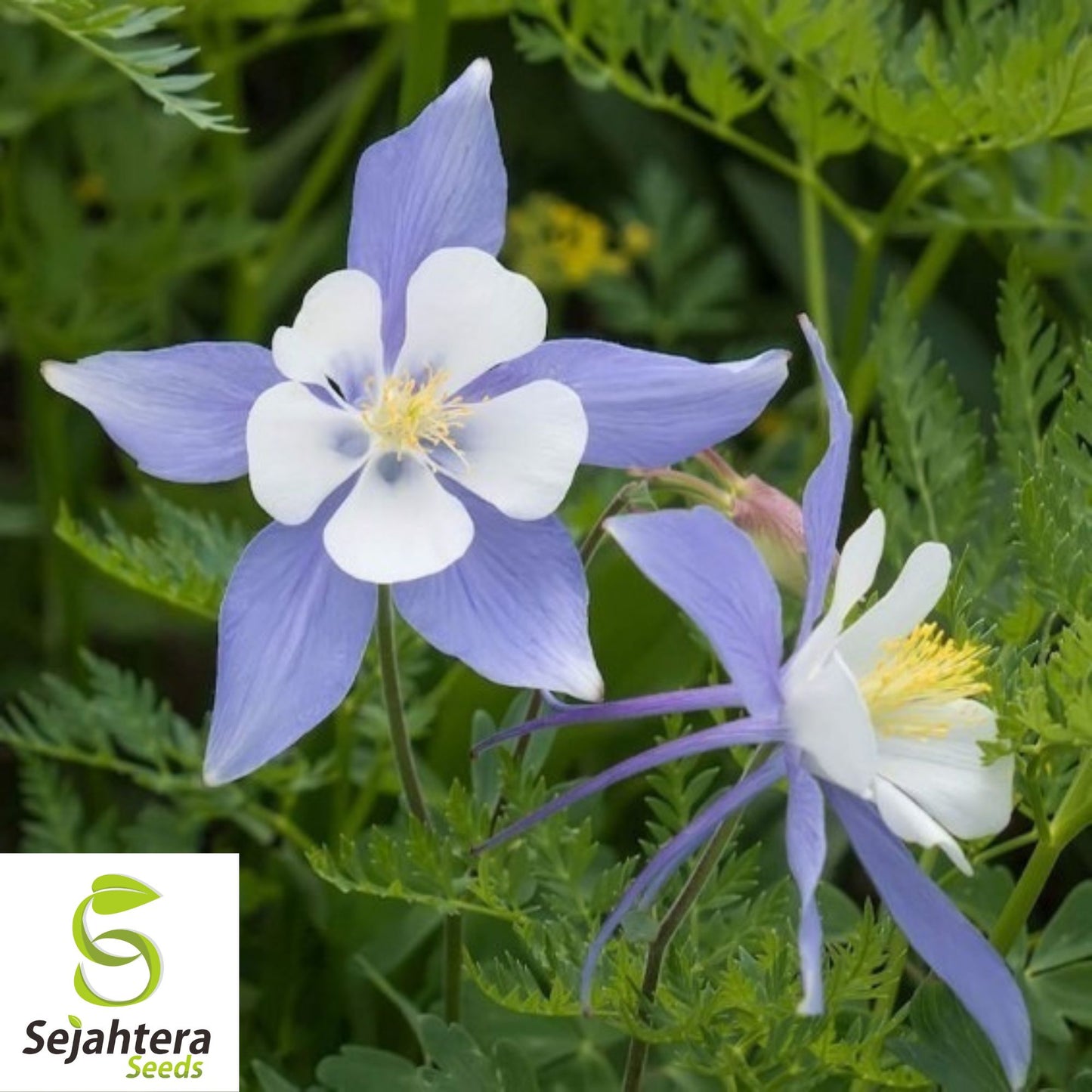 Blue Rocky Mountain Columbine Seeds 300+ | Aquilegia caerulea Flower USA