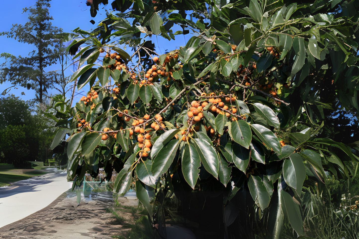 Caucasian Persimmon Date Plum Dateplum Persimmon (Diospyros lotus)