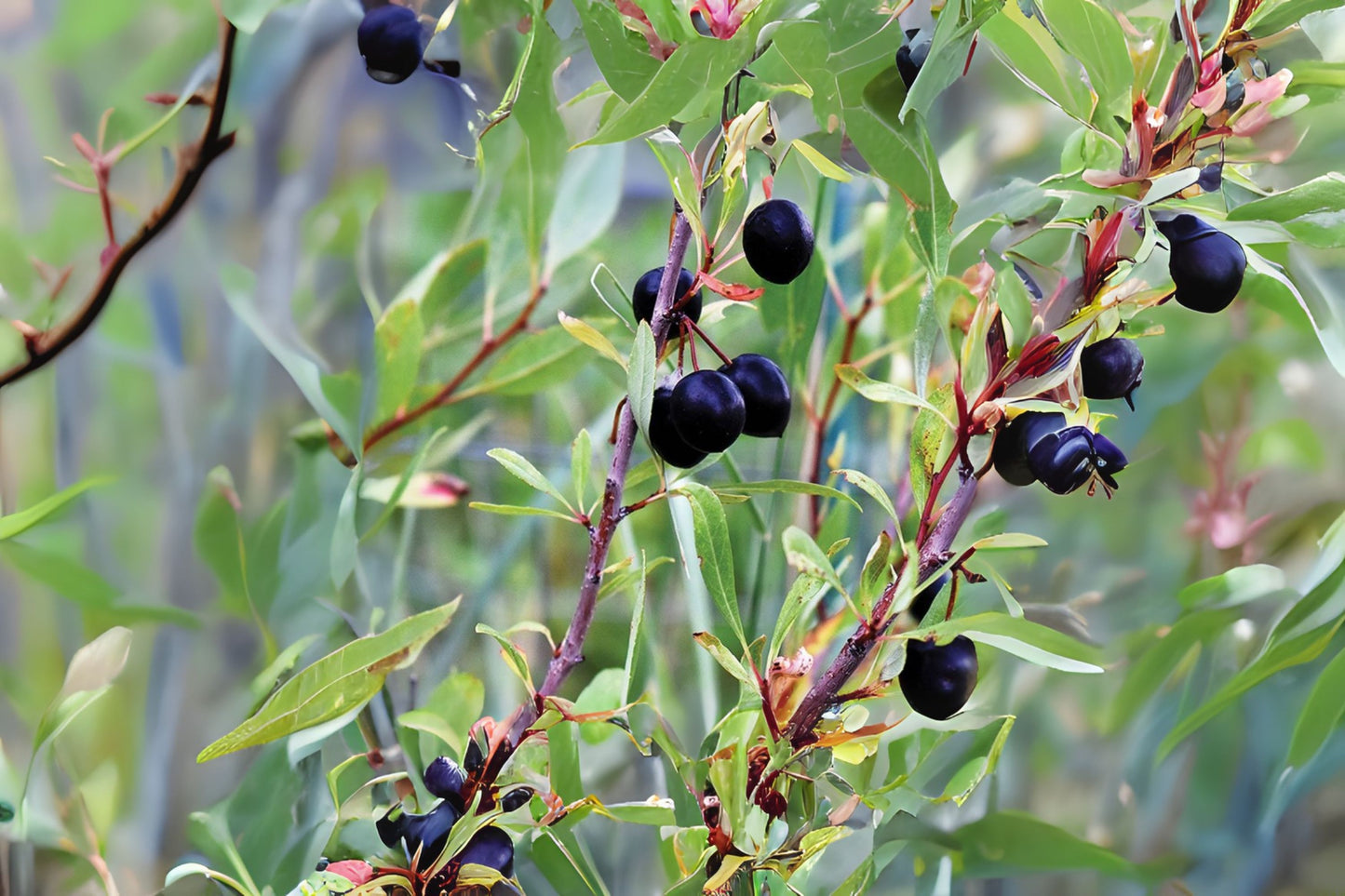 Besseys Western Sand Cherry (Prunus besseyi)
