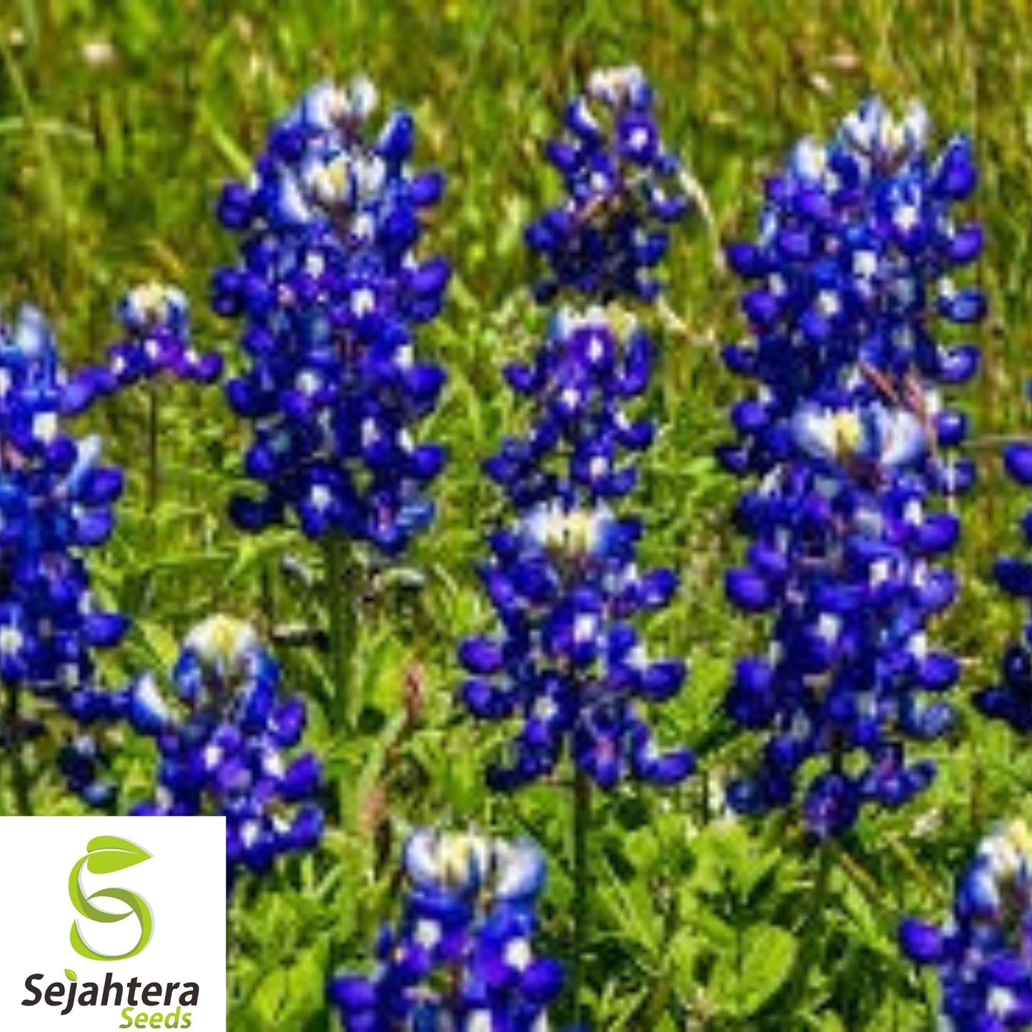 100+ Texas Bluebonnet Seeds - Bright Wildflowers, Fragrant, Attracts Pollinators
