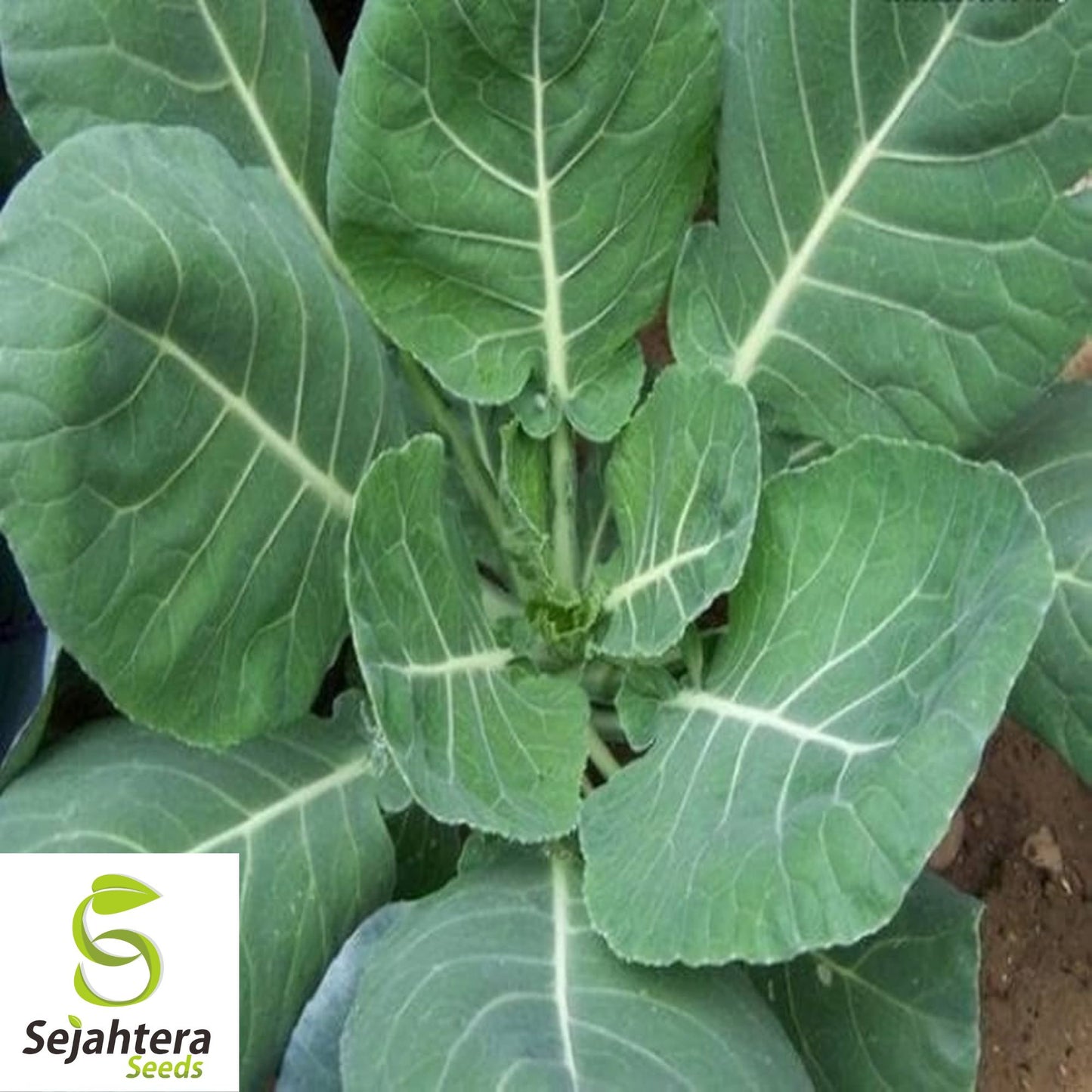 500+ Collard Vates Seeds - Non-GMO, Heirloom & Nutritious Leafy Greens
