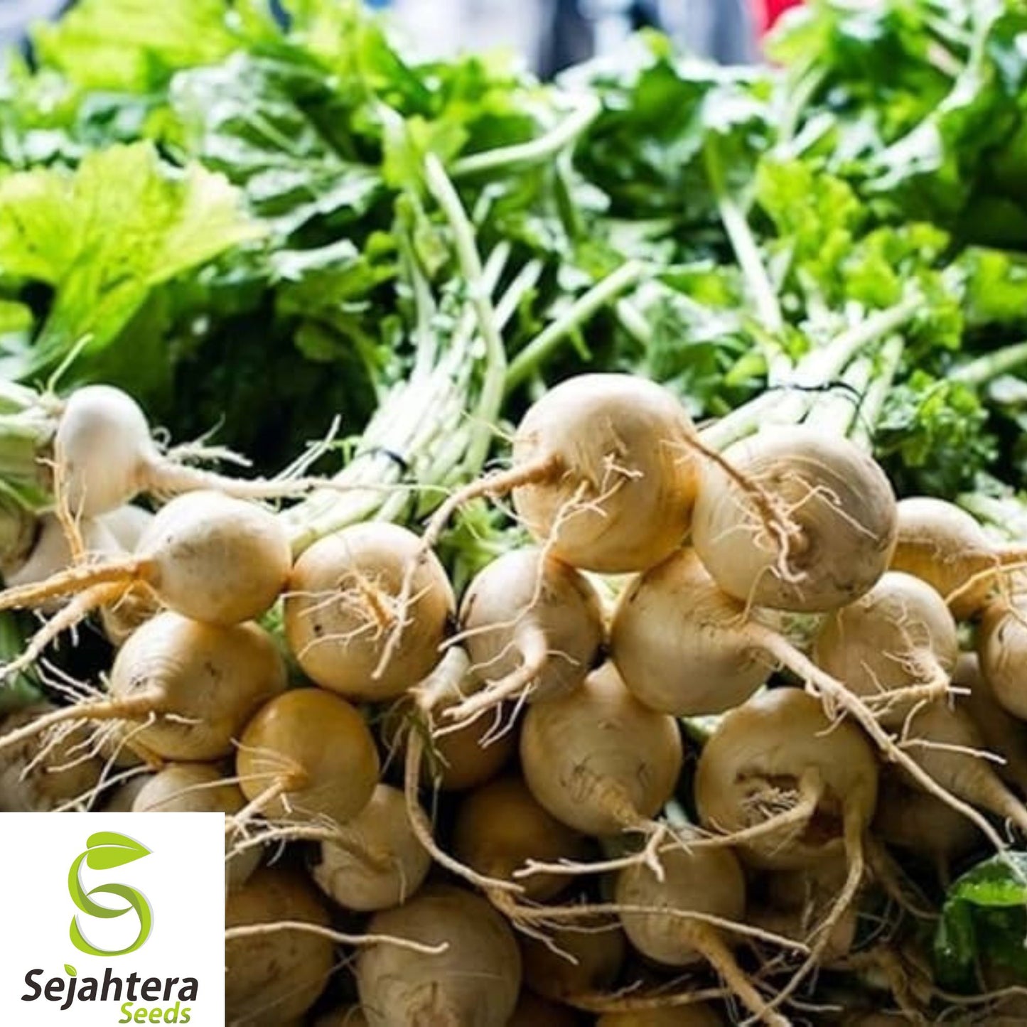 1000+ White Albino Beet Seeds - Heirloom, Organic, Non-GMO, Sweet & Mild Flavor