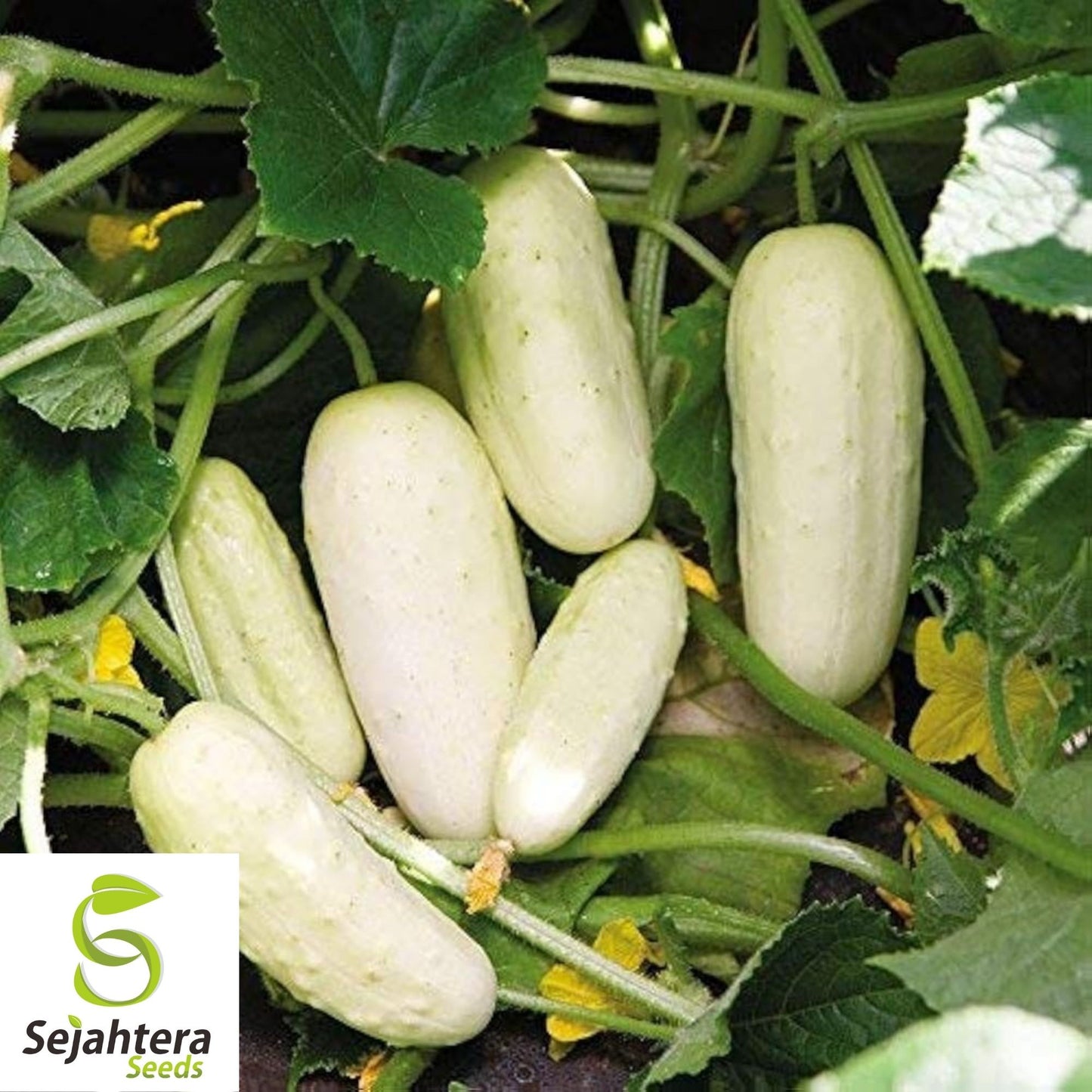 White Wonder Cucumber Seeds 50+ | Heirloom NON-GMO Vegetable Garden USA