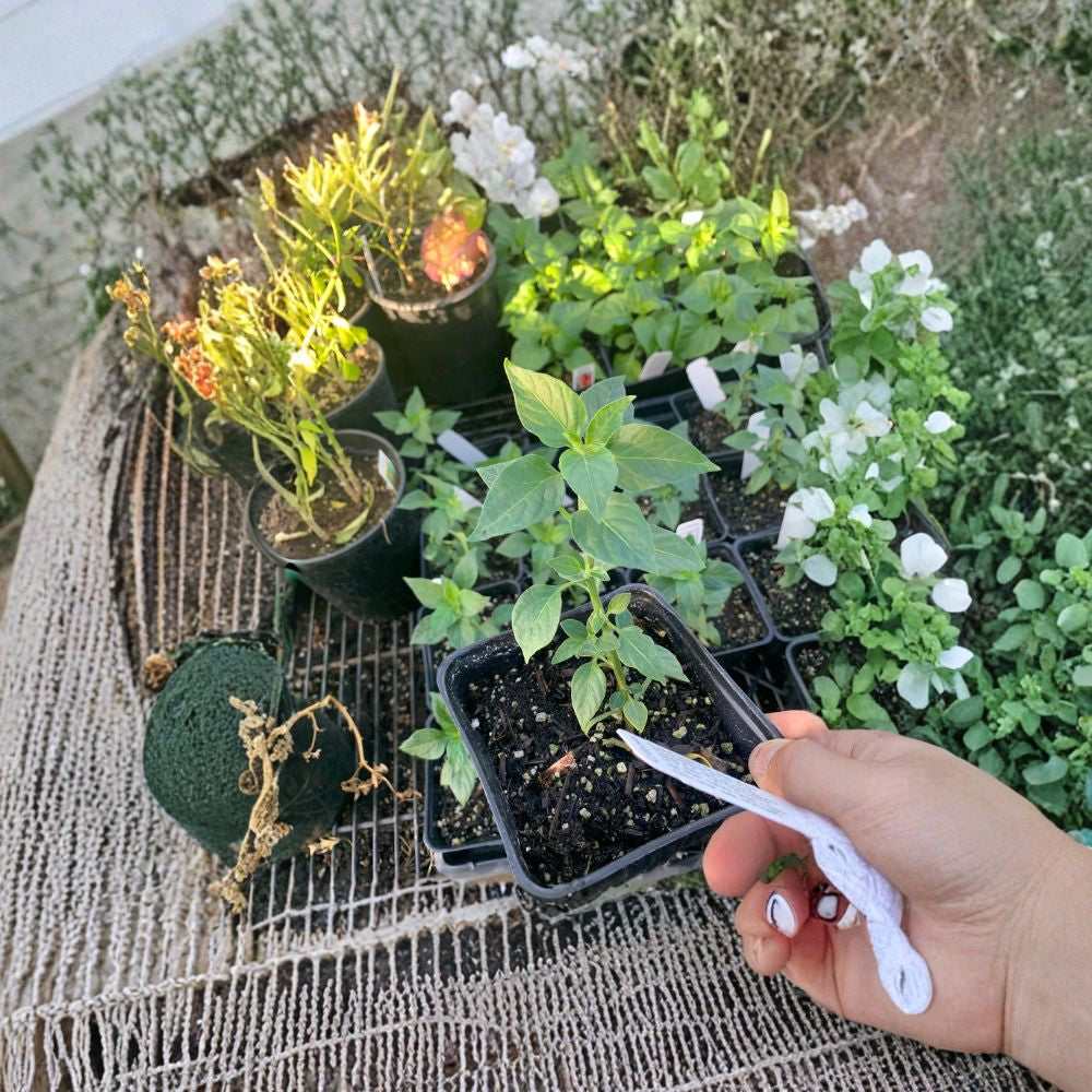 Black Cobra Pepper – Capsicum annuum Live Plant | Ships in 6 Inch Pot | Ornamental & Edible Pepper Unique Dark Foliage | Upright Spicy Peppers | Heat Loving Plant