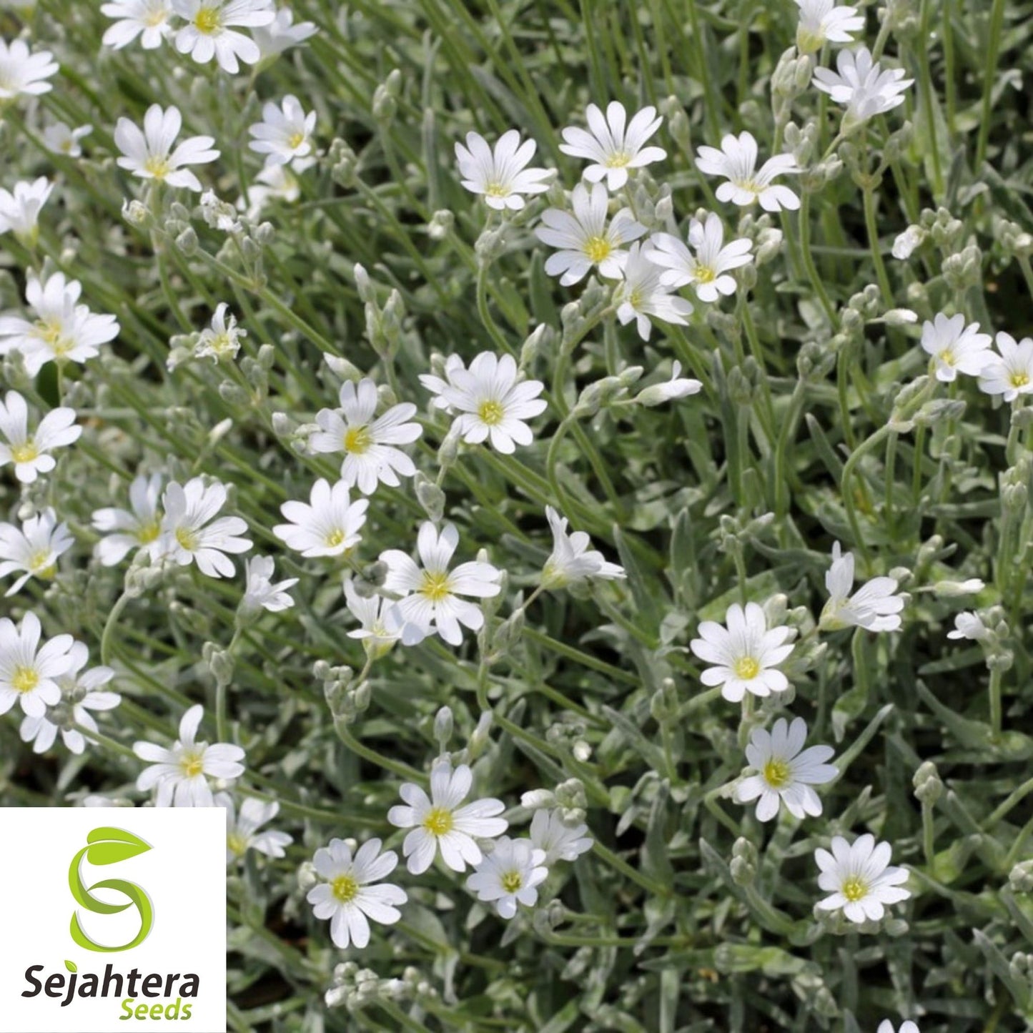Snow In Summer Seeds 300+ | Cerastium tomentosum Perennial Groundcover Flower