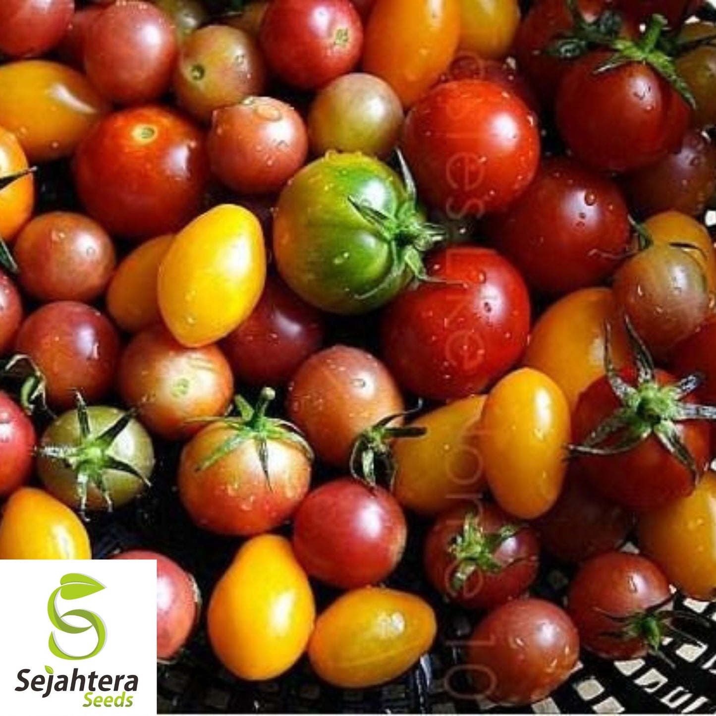 Rainbow Cherry Tomato Seeds - 60+ Heirloom, Organic, Non-GMO & Fresh