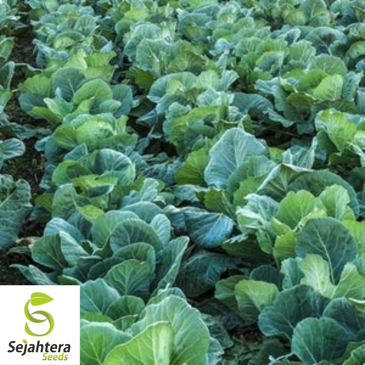 500+ Collard Vates Seeds - Non-GMO, Heirloom & Nutritious Leafy Greens