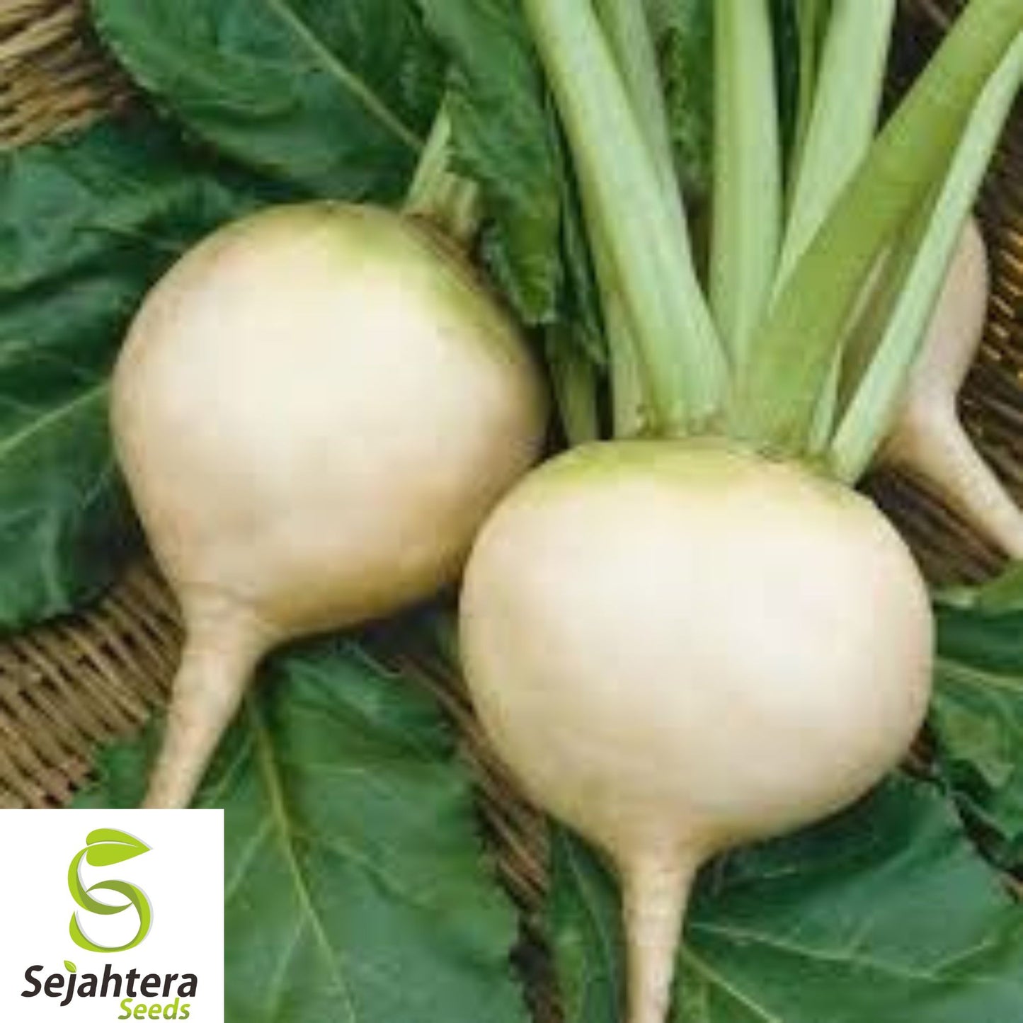 1000+ White Albino Beet Seeds - Heirloom, Organic, Non-GMO, Sweet & Mild Flavor