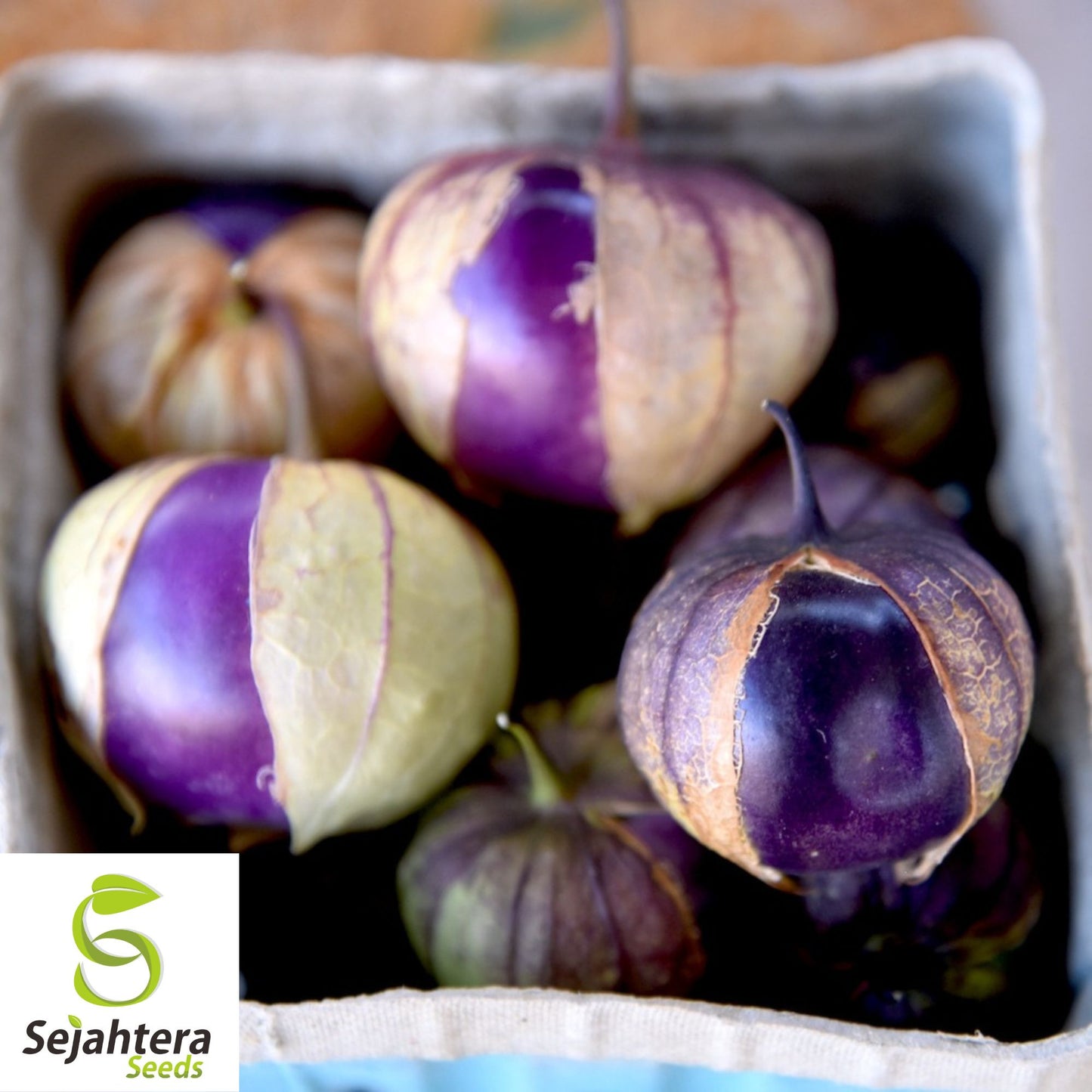 50 Deep Purple Tomatillo Seeds - Non-GMO, Physalis ixocarpa, Vibrant & Sweet