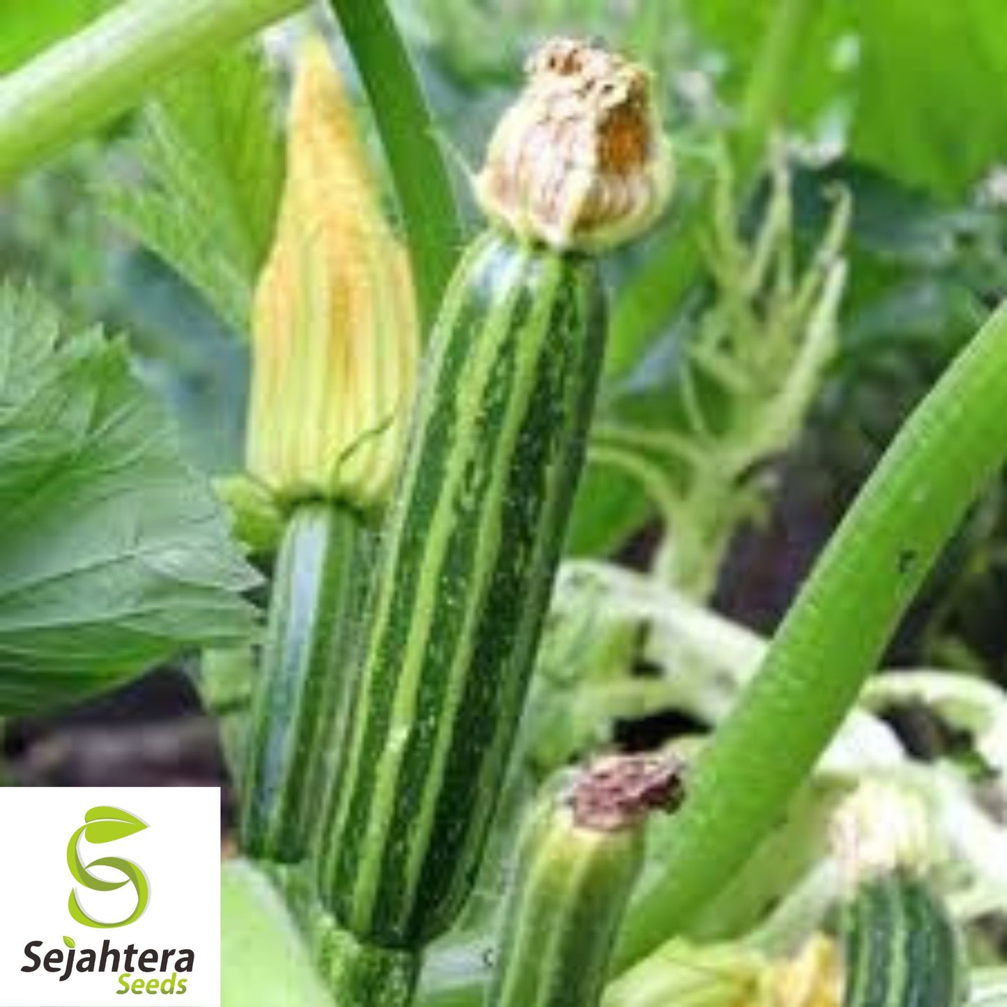 15 Cocozelle Zucchini Seeds - Summer Squash, Non-GMO, Tender Vegetable
