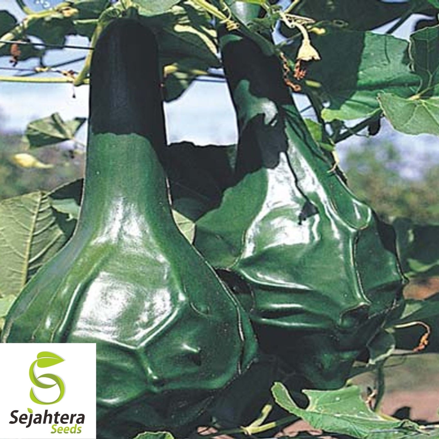 Caveman's Club Gourd Seeds 5 Ct | Unique Maranka Squash USA Seller
