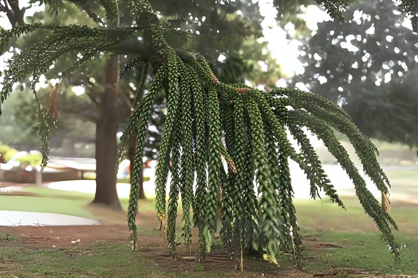 Cook Pine New Caledonia Pine (Araucaria columnaris)
