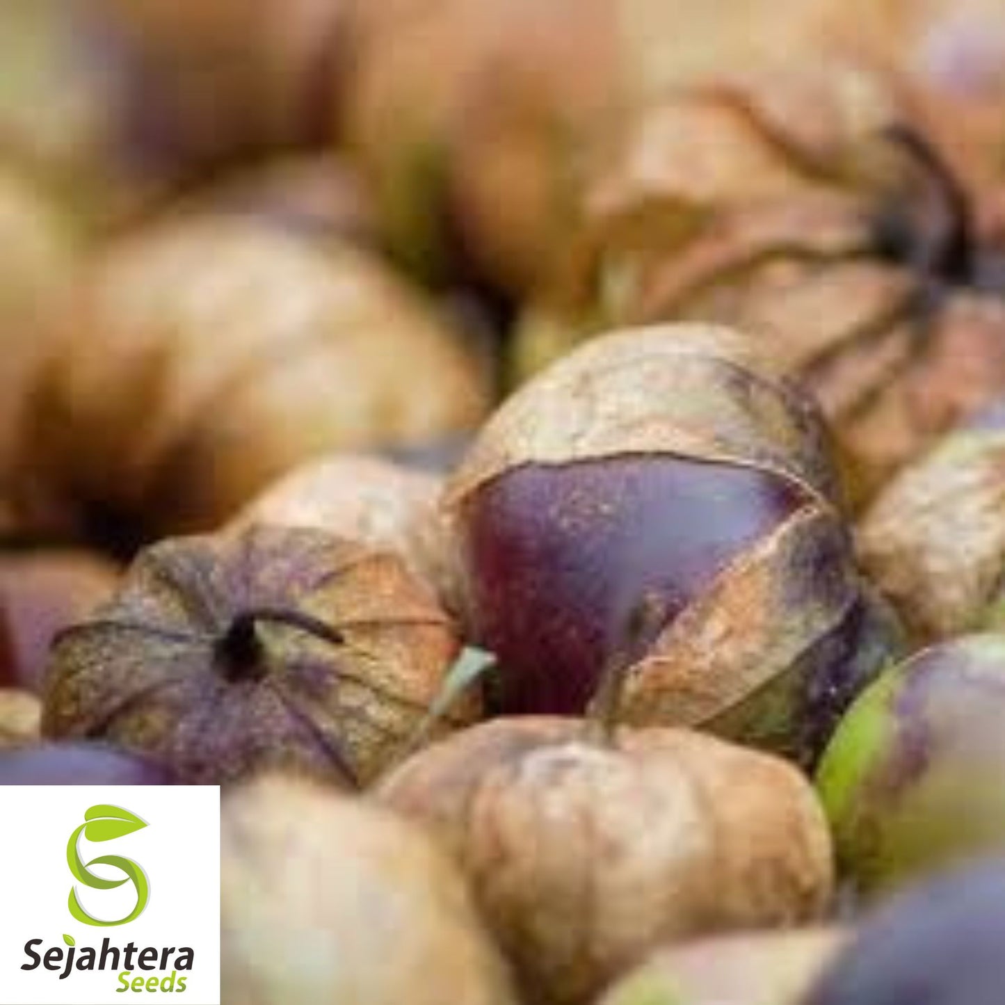 50 Deep Purple Tomatillo Seeds - Non-GMO, Physalis ixocarpa, Vibrant & Sweet