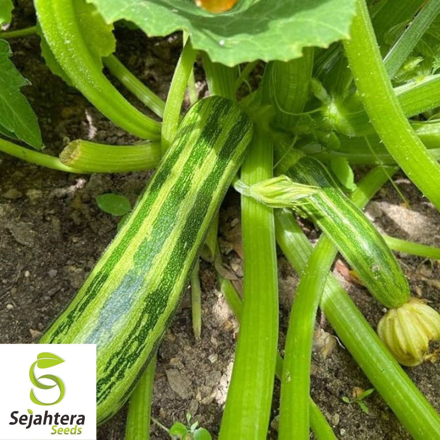 15 Cocozelle Zucchini Seeds - Summer Squash, Non-GMO, Tender Vegetable