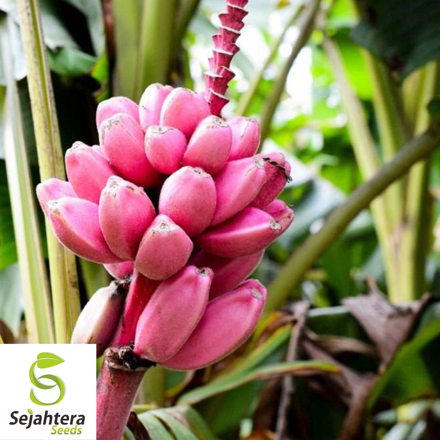 Organic Pink Banana Seeds {Musa veluntina} Fast Growing 5 Seeds
