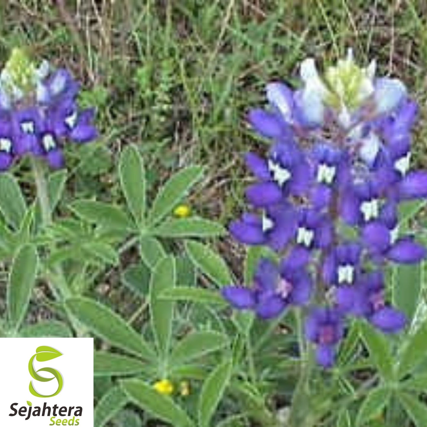 100+ Texas Bluebonnet Seeds - Bright Wildflowers, Fragrant, Attracts Pollinators
