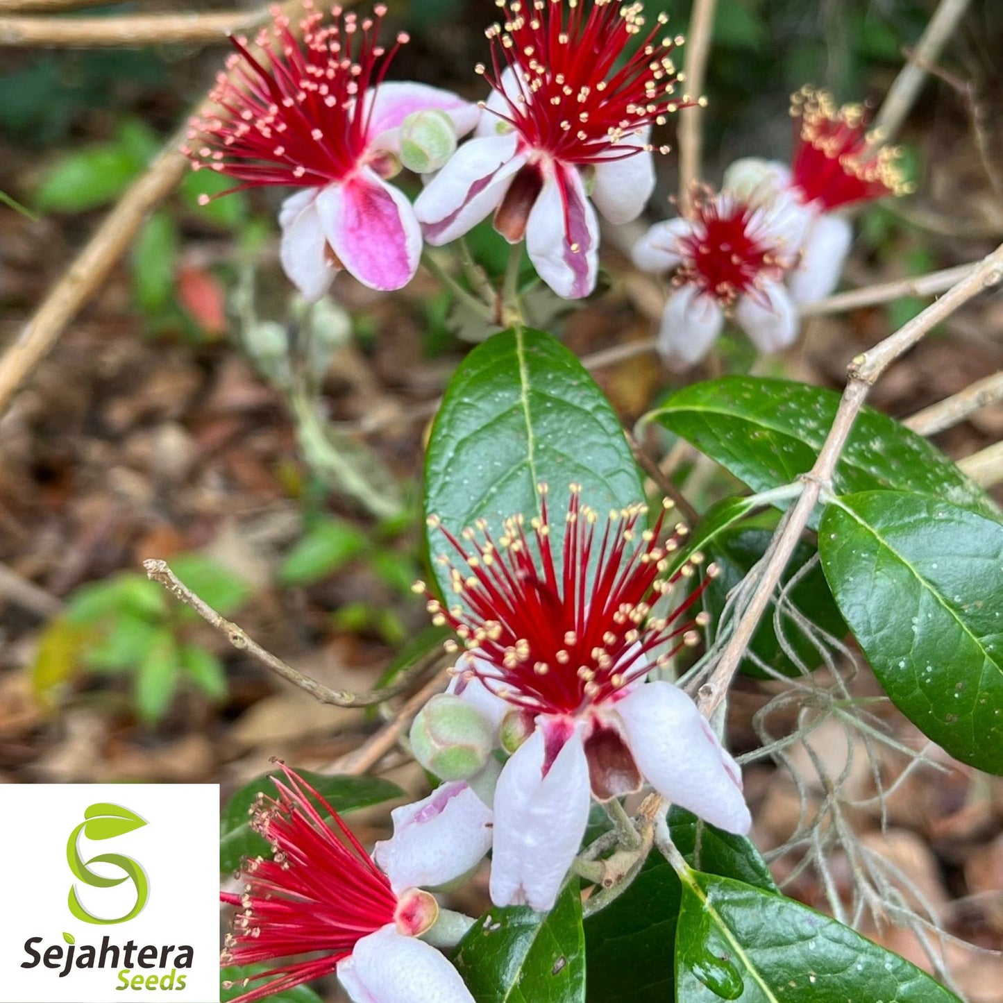 10+ Dwarf Pineapple Guava Seeds - Feijoa Sellowiana, Edible Fruit, Non-GMO