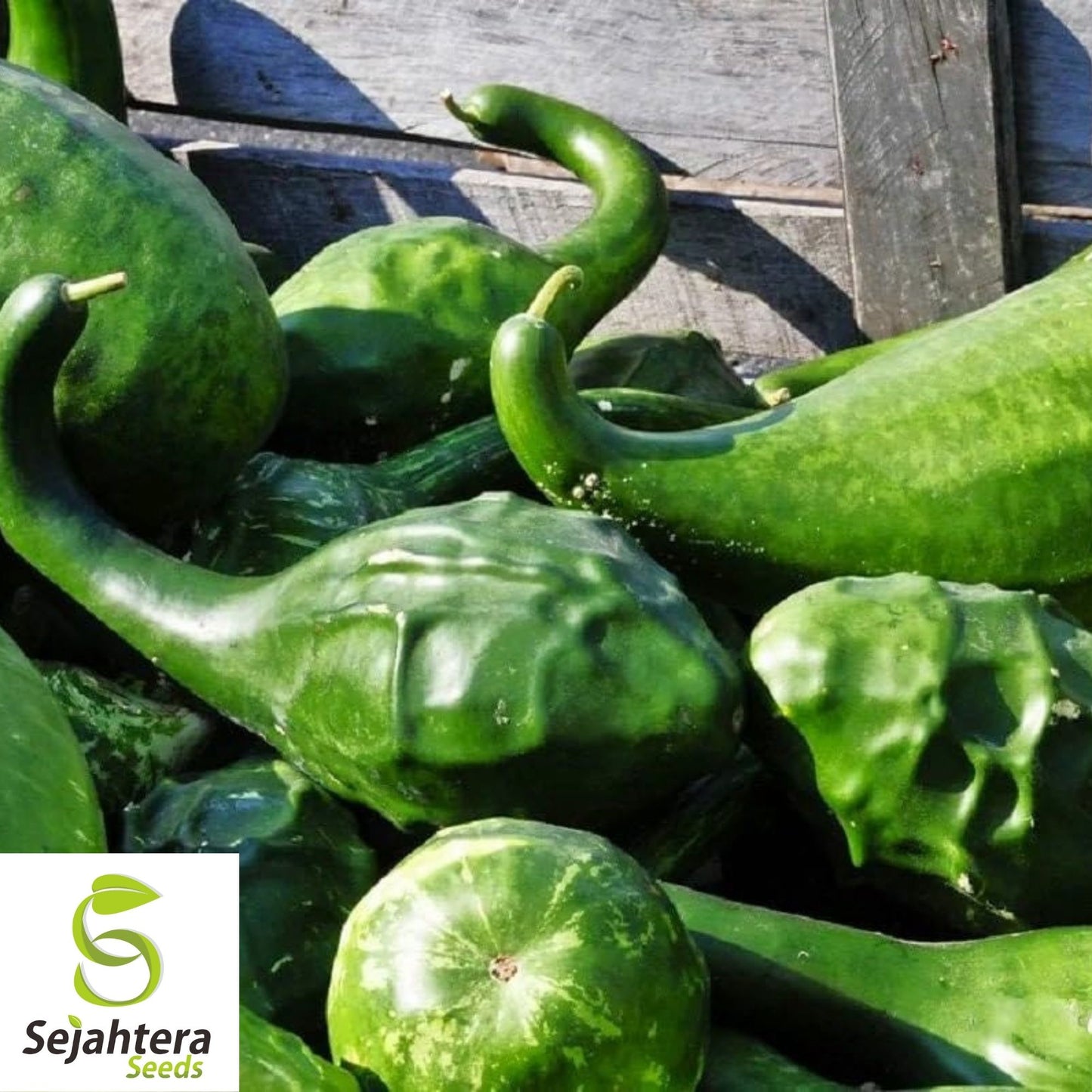 Caveman's Club Gourd Seeds 5 Ct | Unique Maranka Squash USA Seller