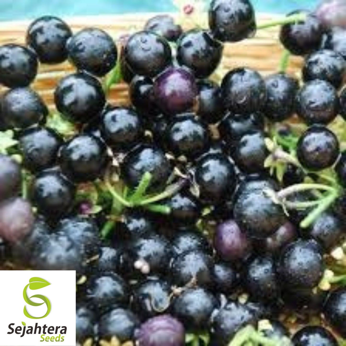 Wonderberry Heirloom Shrub Seeds {Solanum Burbankii} 50+ Seeds