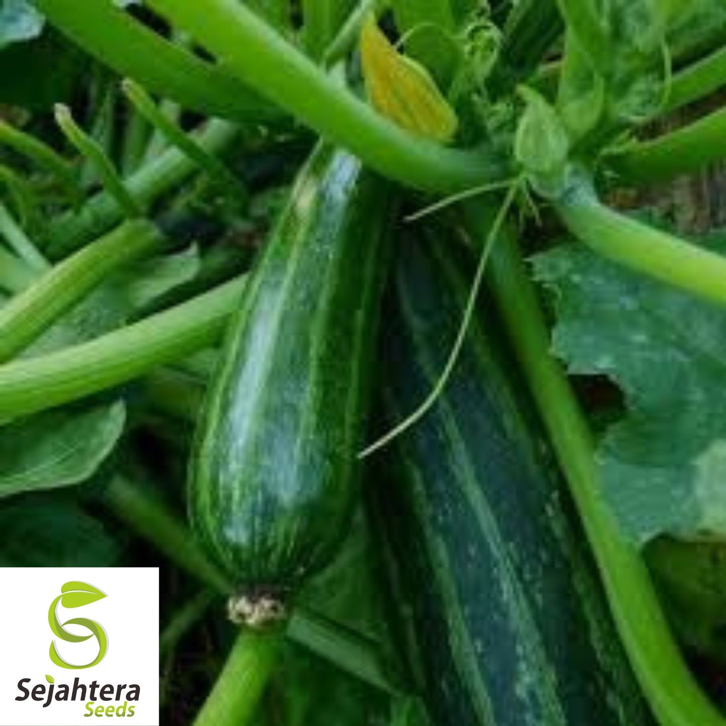 15 Cocozelle Zucchini Seeds - Summer Squash, Non-GMO, Tender Vegetable