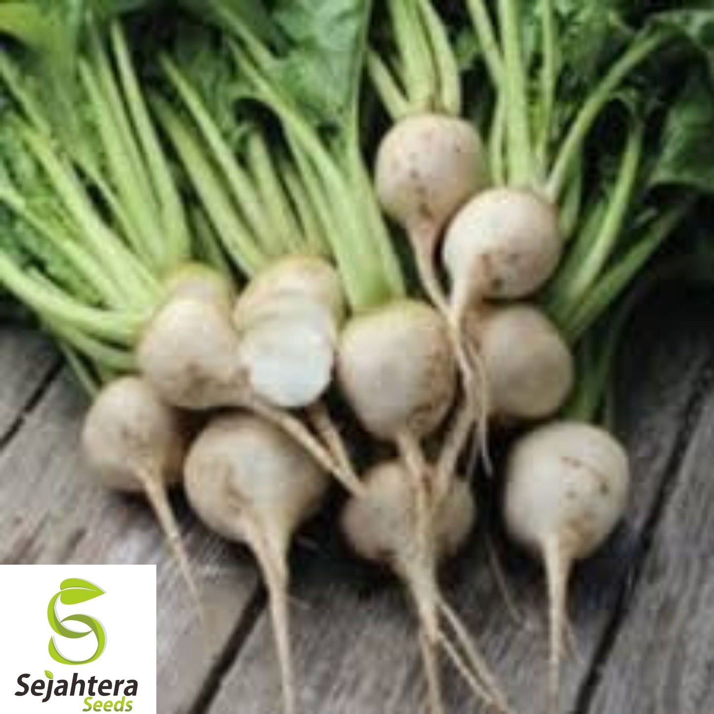 1000+ White Albino Beet Seeds - Heirloom, Organic, Non-GMO, Sweet & Mild Flavor