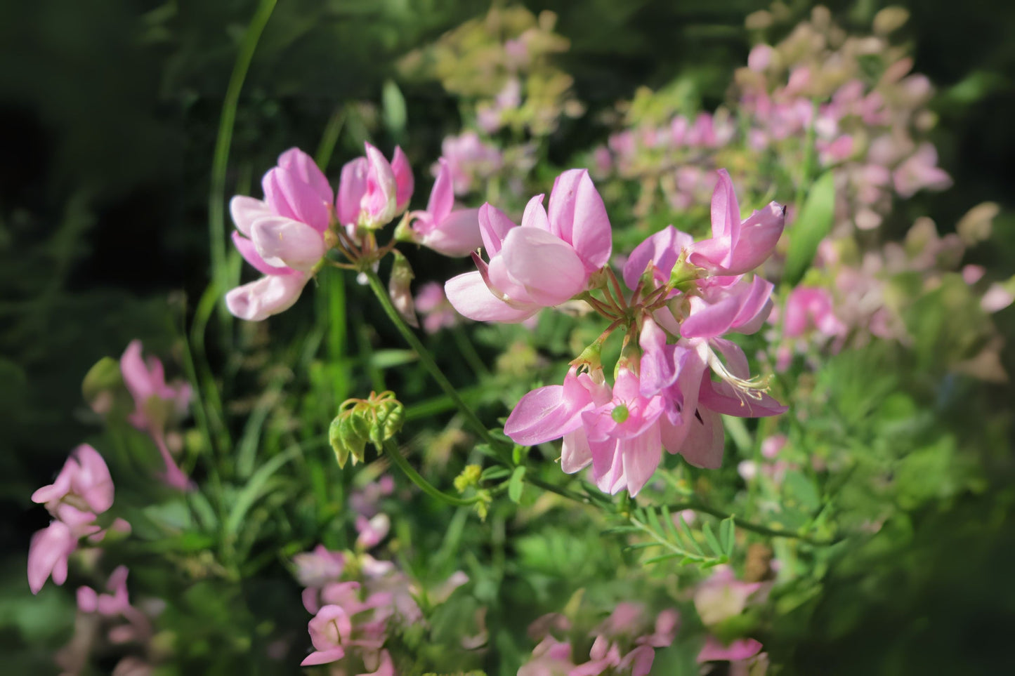 Crown Vetch (Coronilla varia)