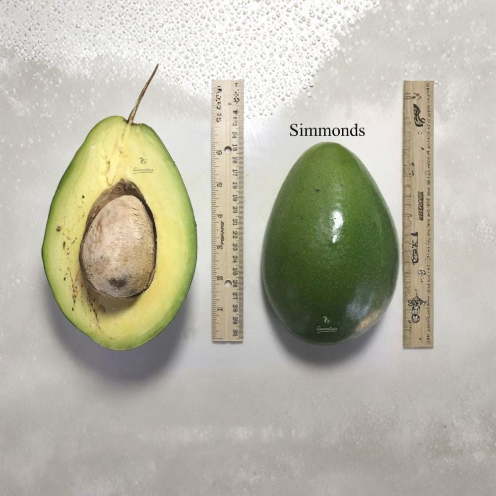 Simmonds Avocado Tree – Persea americana Grafted Live Tree | 2–4 Feet Tall | Semi-Dwarf Heavy Producer | Early Summer Harvest | Ideal for Home Landscapes