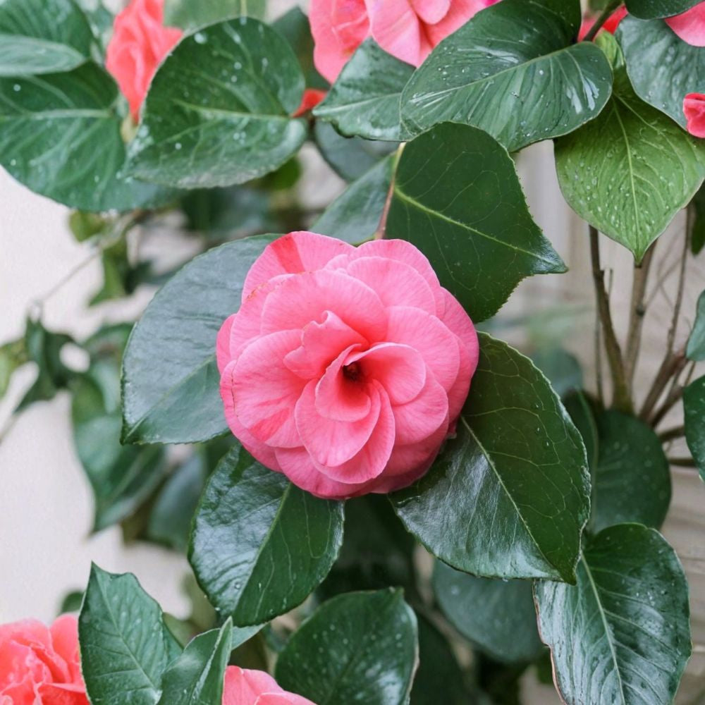 Camellia ‘In The Pink’ – Camellia japonica Live Evergreen Shrub | 1 Foot Tall | Includes 6" Pot Rose Pink Double Blooms | Glossy Foliage | Partial Sun Loving