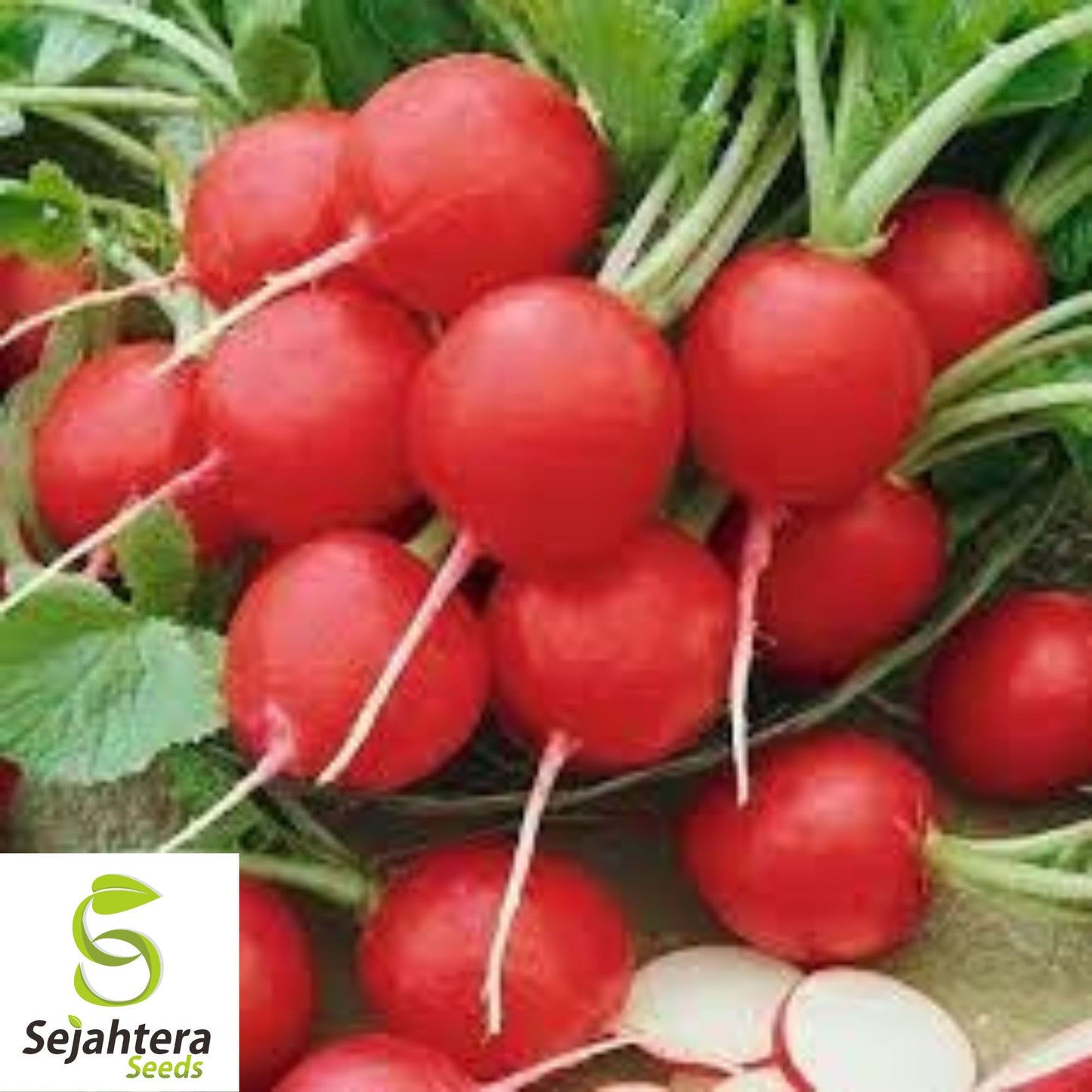 Cherry Belle Radish Seeds - 50+ Heirloom, Organic, Non-GMO & Fast Growing
