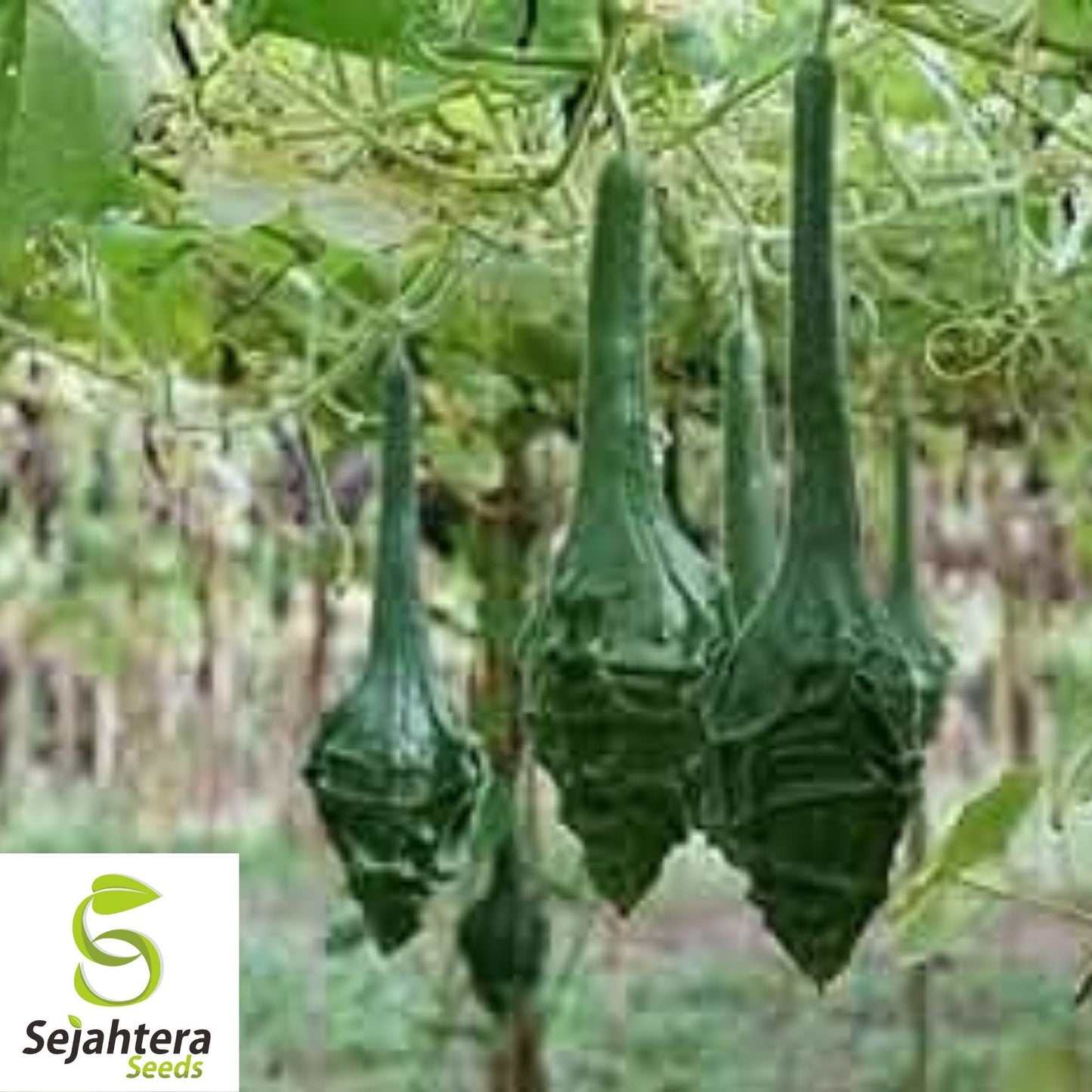 Caveman's Club Gourd Seeds 5 Ct | Unique Maranka Squash USA Seller