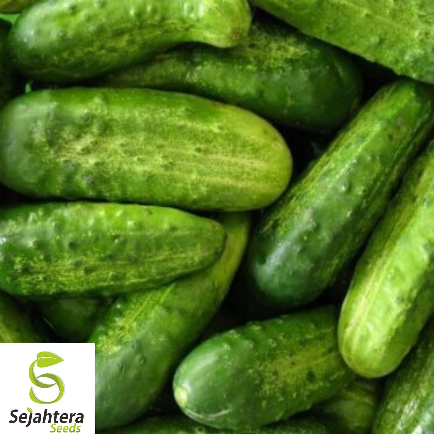 30+ Parisian Gherkin Cucumber Seeds - Heirloom, Non-GMO, 2015 AAS Winner, Fresh
