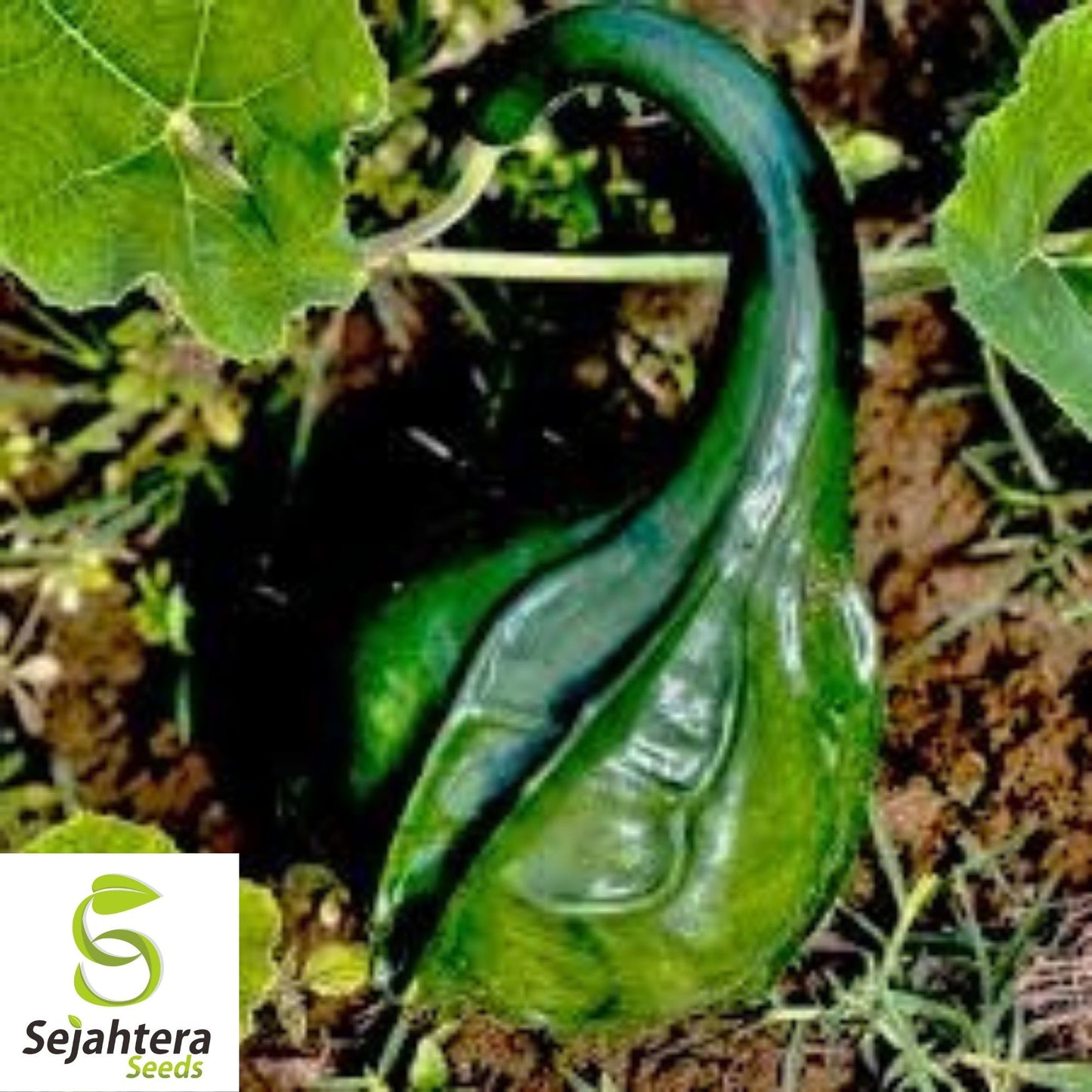 Caveman's Club Gourd Seeds 5 Ct | Unique Maranka Squash USA Seller