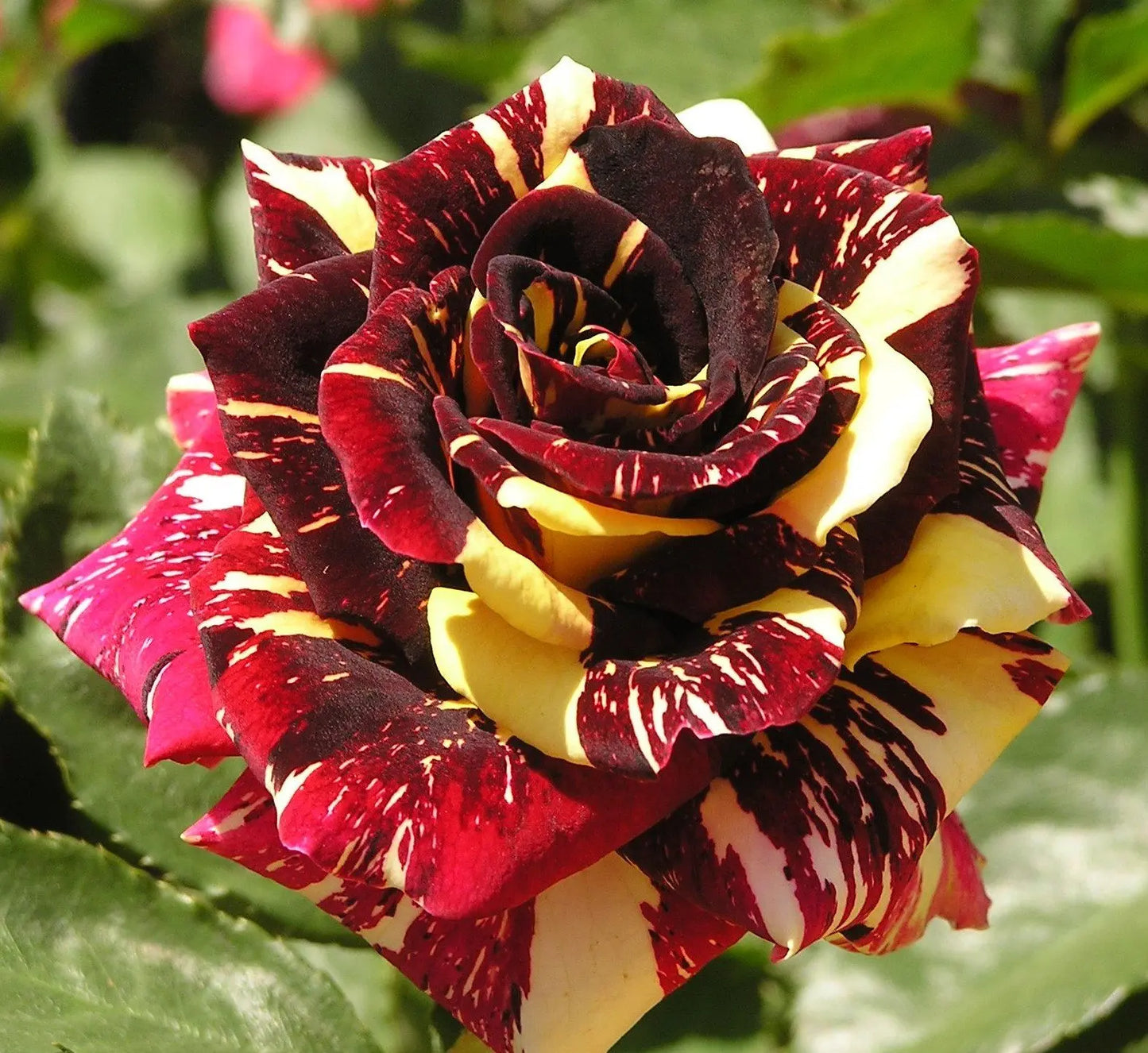 2 Live Starter Plants in 2 Inch Pots Abracadabra Rose Bush