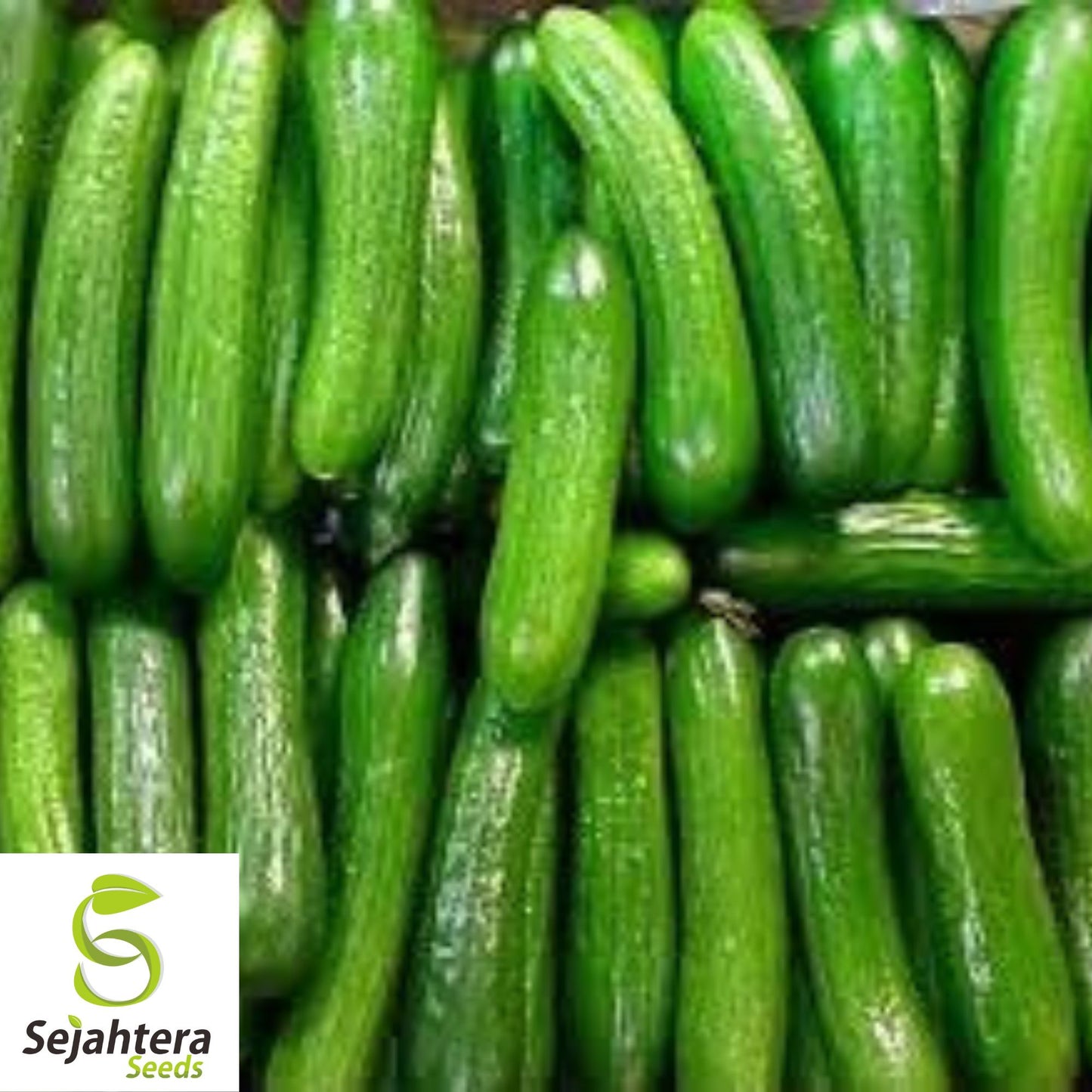 Beit Alpha Cucumber Seeds - 25+ Heirloom - Organic, Sweet & Crisp - Fresh