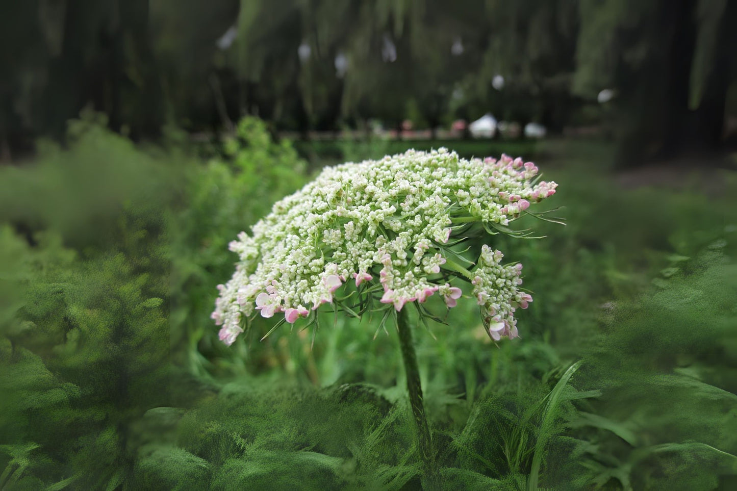 Birds Nest Bishops Lace Queen Annes Wild Carrot (Daucus carota)