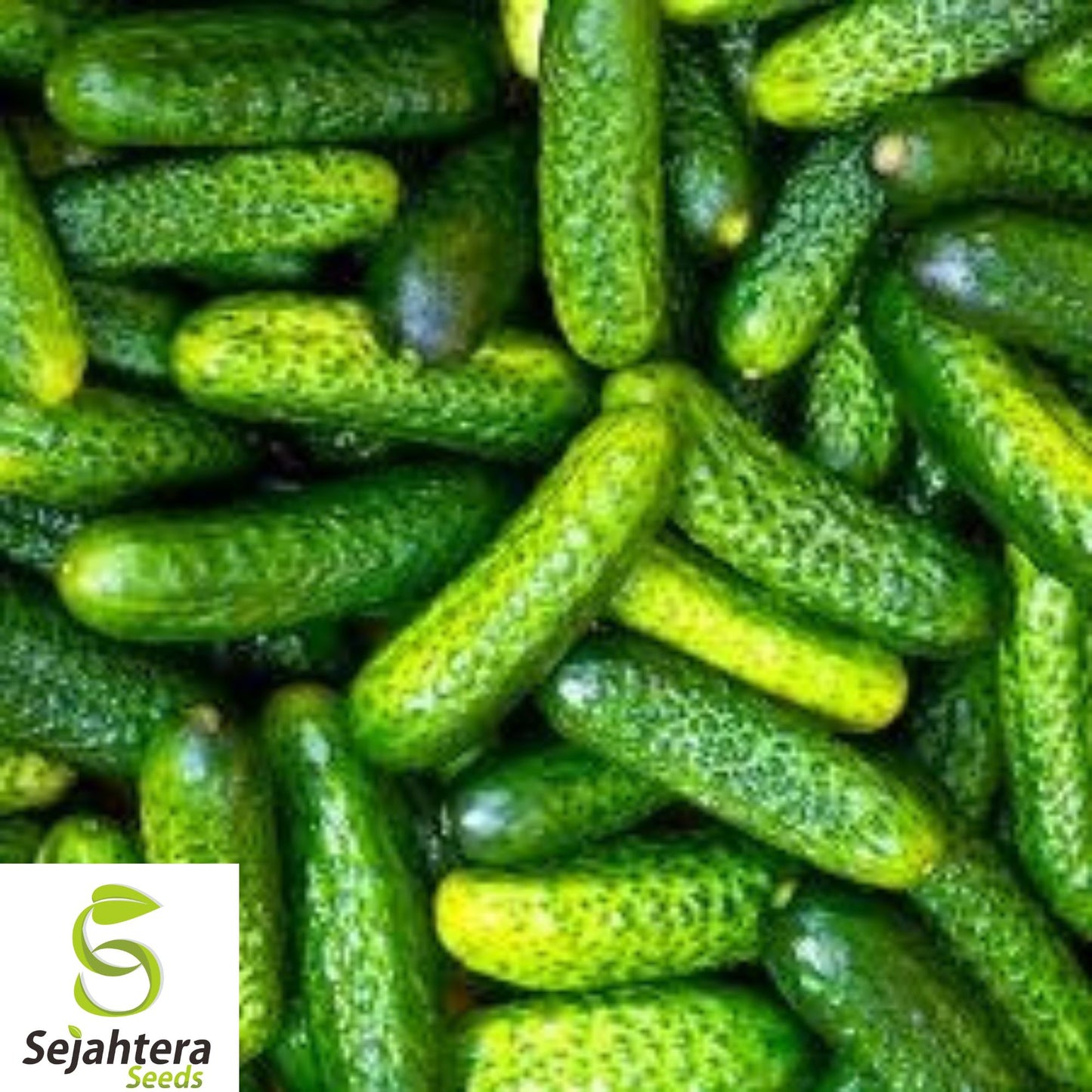 30+ Parisian Gherkin Cucumber Seeds - Heirloom, Non-GMO, 2015 AAS Winner, Fresh