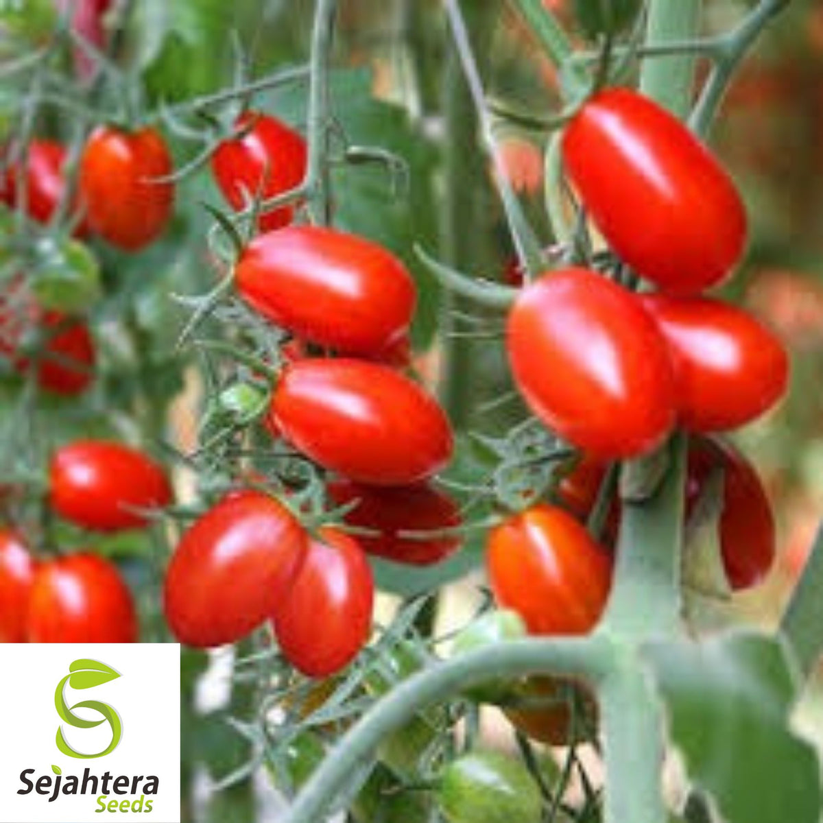 Napoli Tomato Seeds - 120+ Heirloom, Organic, Non-GMO & High-Yield
