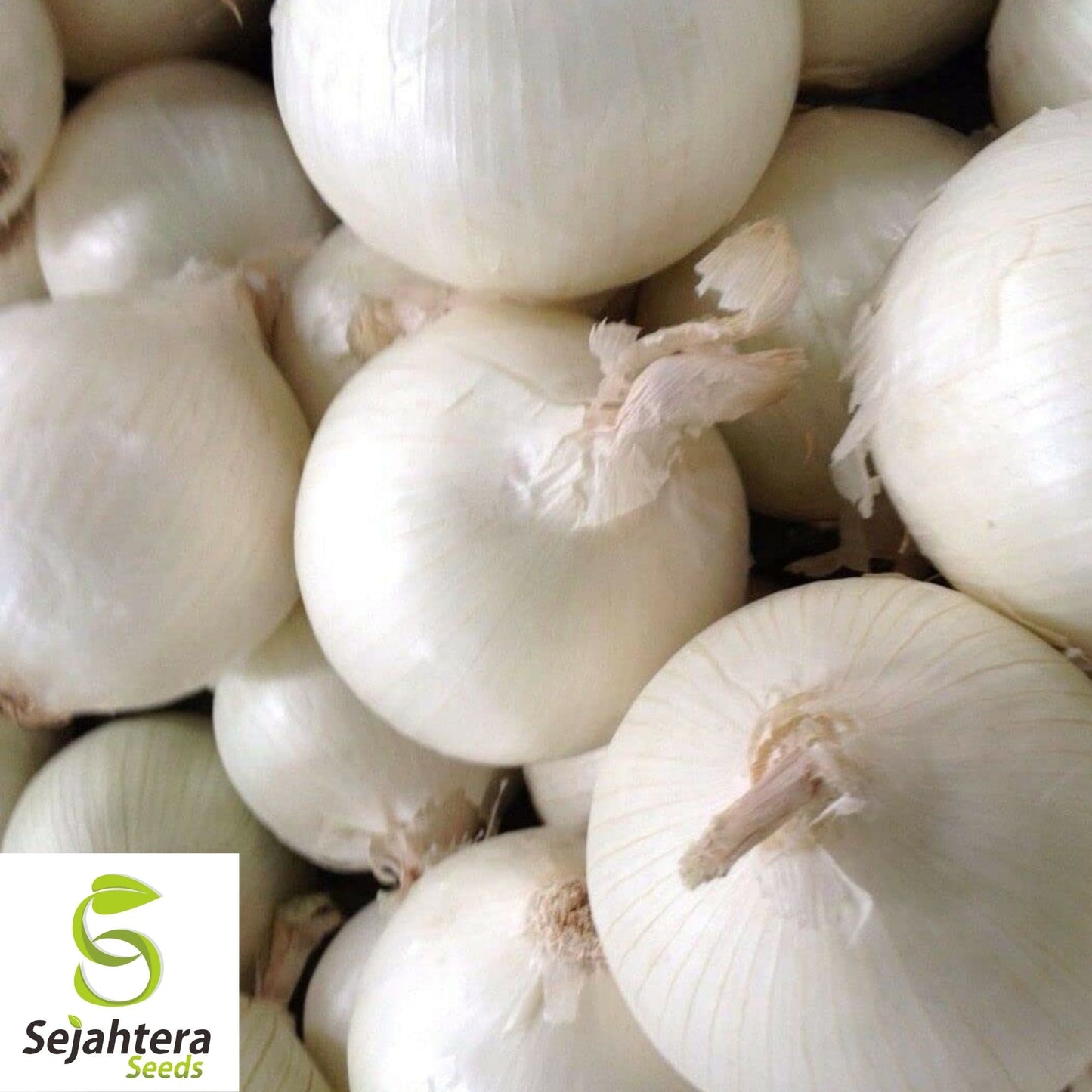 Onion White Spanish Seeds 250+ | Sweet Mild Vegetable Garden NON-GMO USA