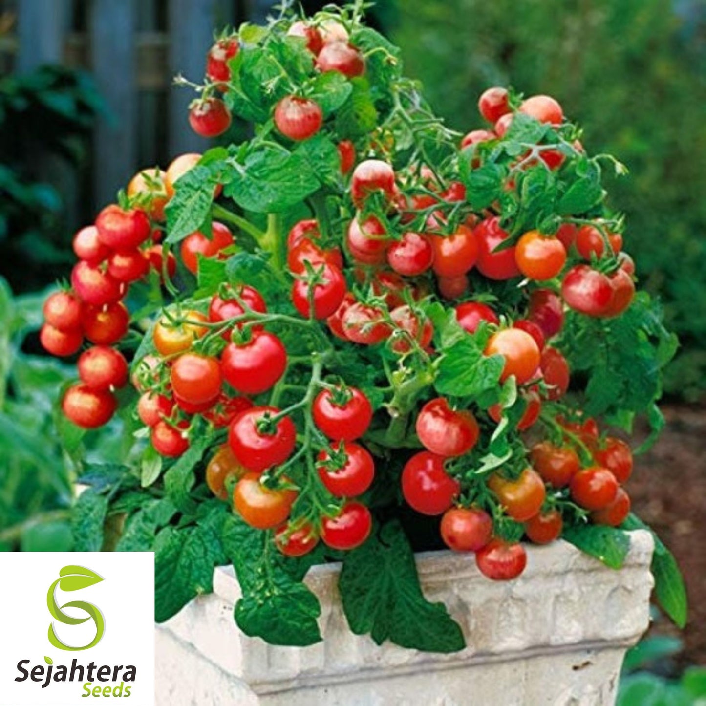 30 Tiny Tim Micro Dwarf Tomato Seeds - Non-GMO, Compact & Juicy