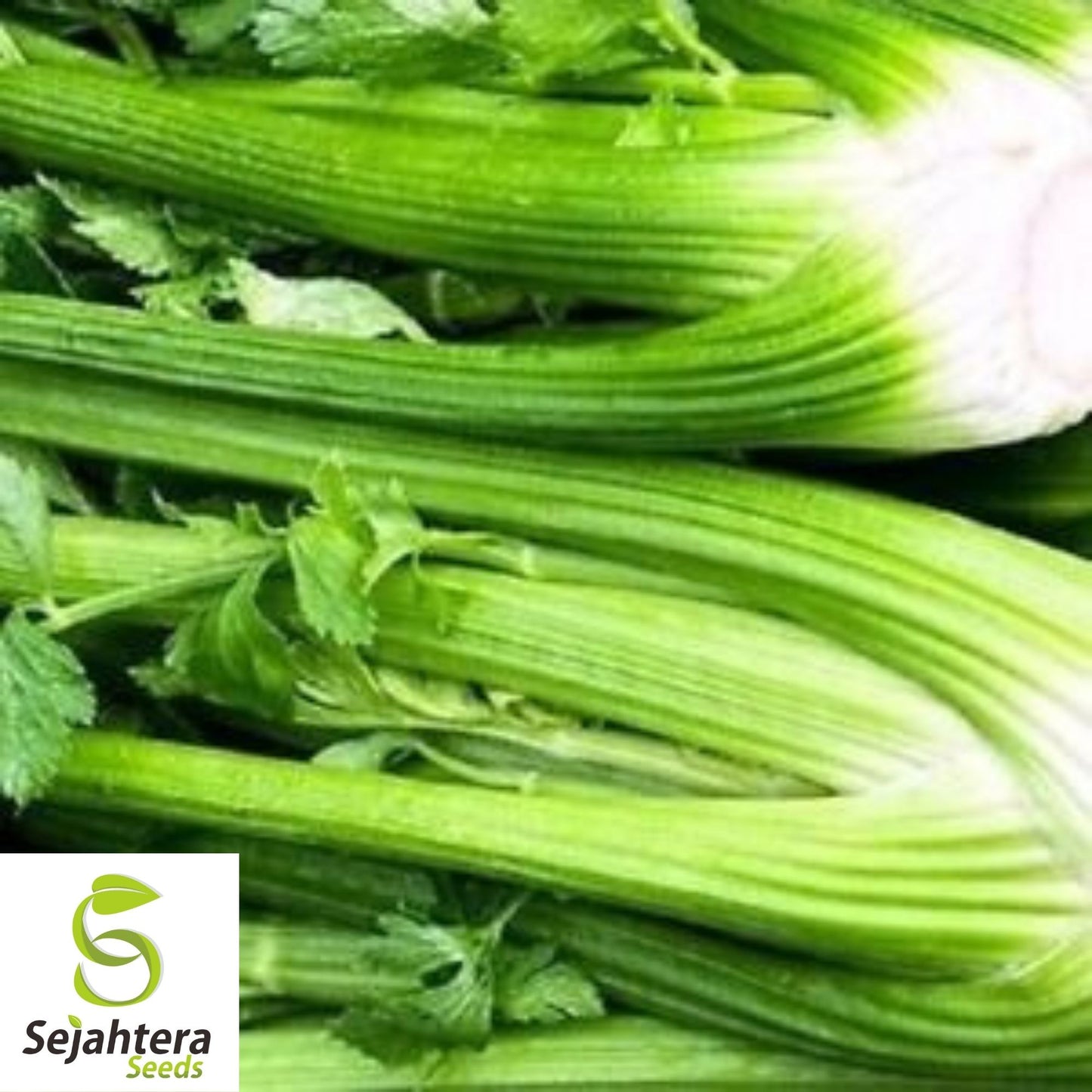 Celery Tall Utah Seeds 2000+ | Heirloom Vegetable Garden NON-GMO USA
