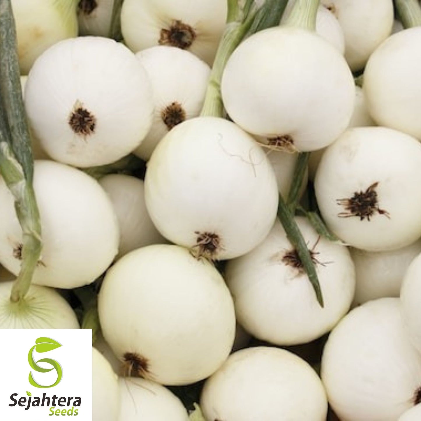 Onion White Spanish Seeds 250+ | Sweet Mild Vegetable Garden NON-GMO USA