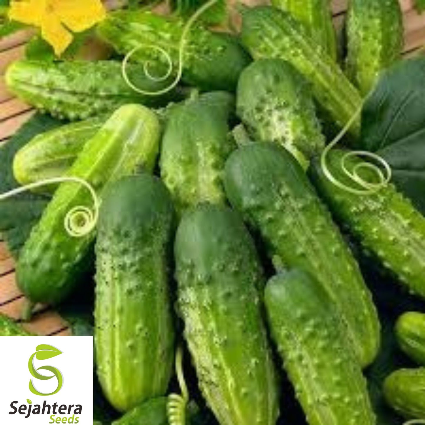30+ Parisian Gherkin Cucumber Seeds - Heirloom, Non-GMO, 2015 AAS Winner, Fresh